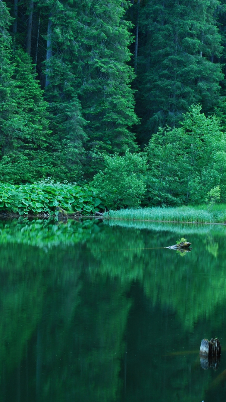 Обои зеленый, природа, вода, отражение, растительность в разрешении 750x1334