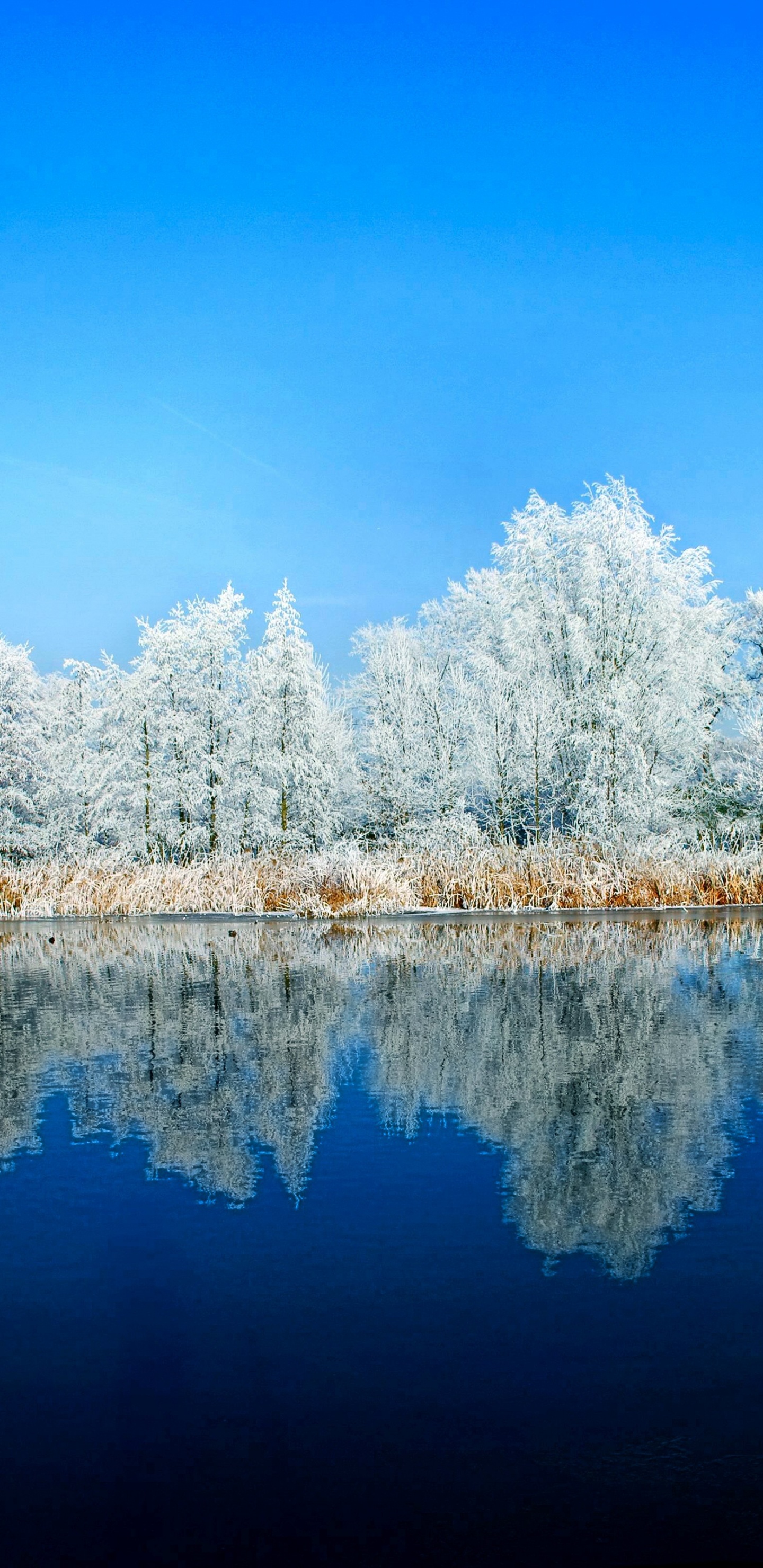 Обои отражение, природа, вода, зима, дневное время в разрешении 1440x2960