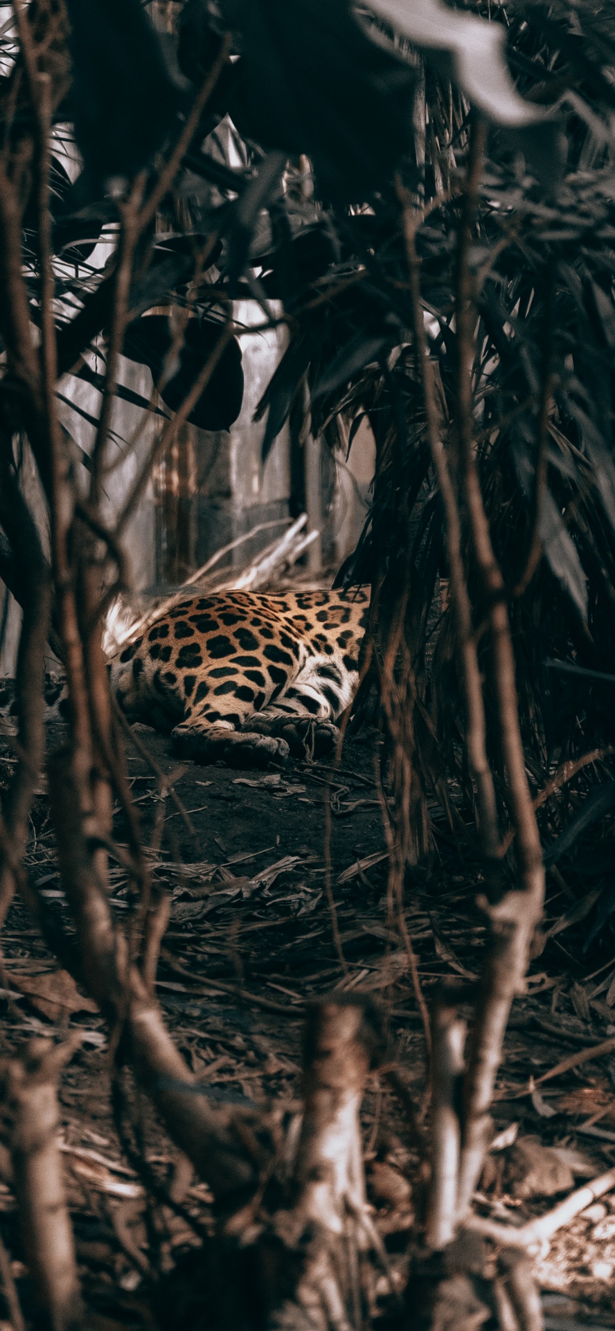 Обои адаптация, дерево, растение, jaguar land rover, автомобили jaguar в разрешении 1242x2688