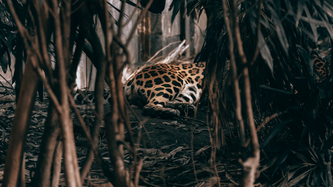 Обои адаптация, дерево, растение, jaguar land rover, автомобили jaguar в разрешении 1280x720