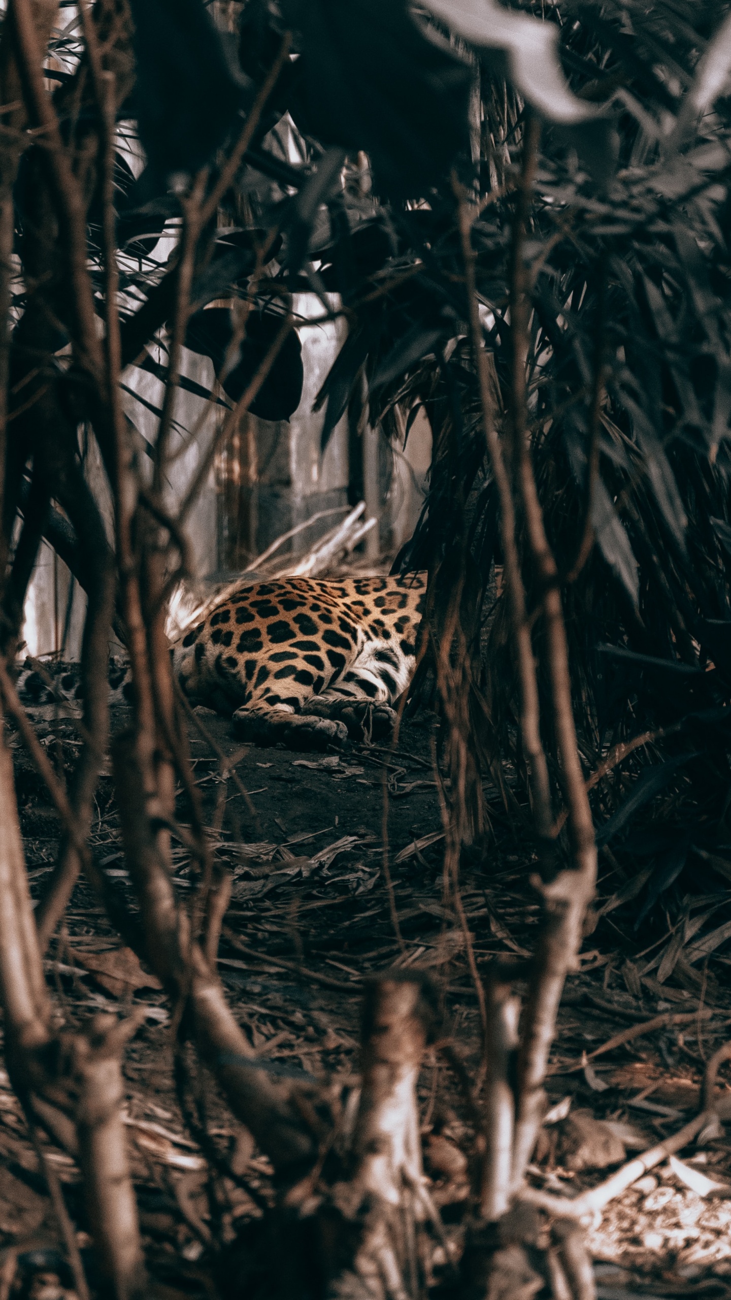 Обои адаптация, дерево, растение, jaguar land rover, автомобили jaguar в разрешении 1440x2560