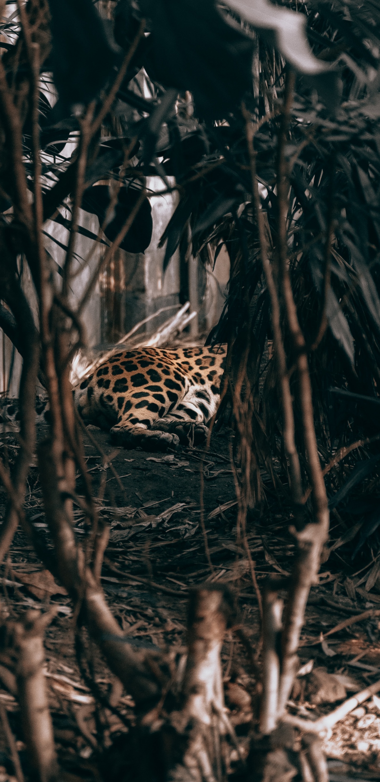 Обои адаптация, дерево, растение, jaguar land rover, автомобили jaguar в разрешении 1440x2960