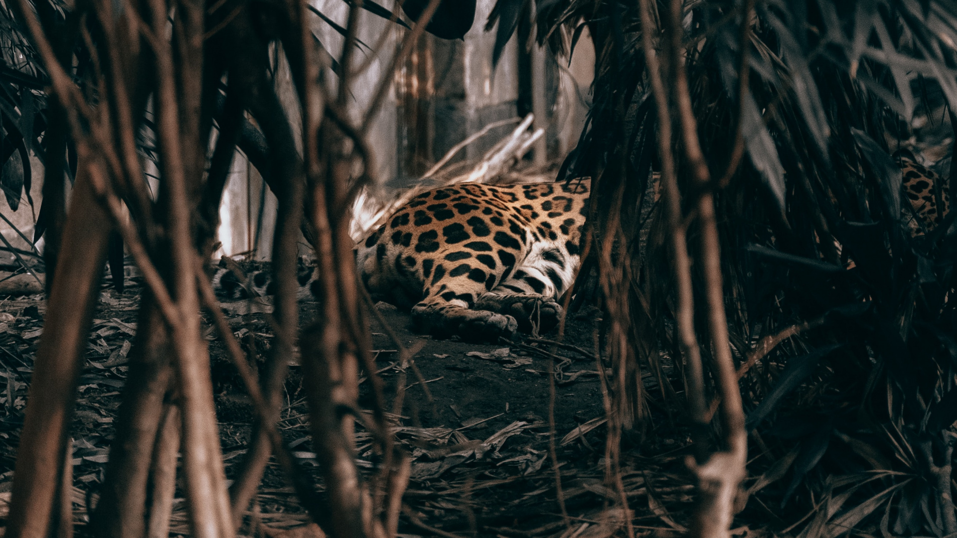 Обои адаптация, дерево, растение, jaguar land rover, автомобили jaguar в разрешении 1920x1080