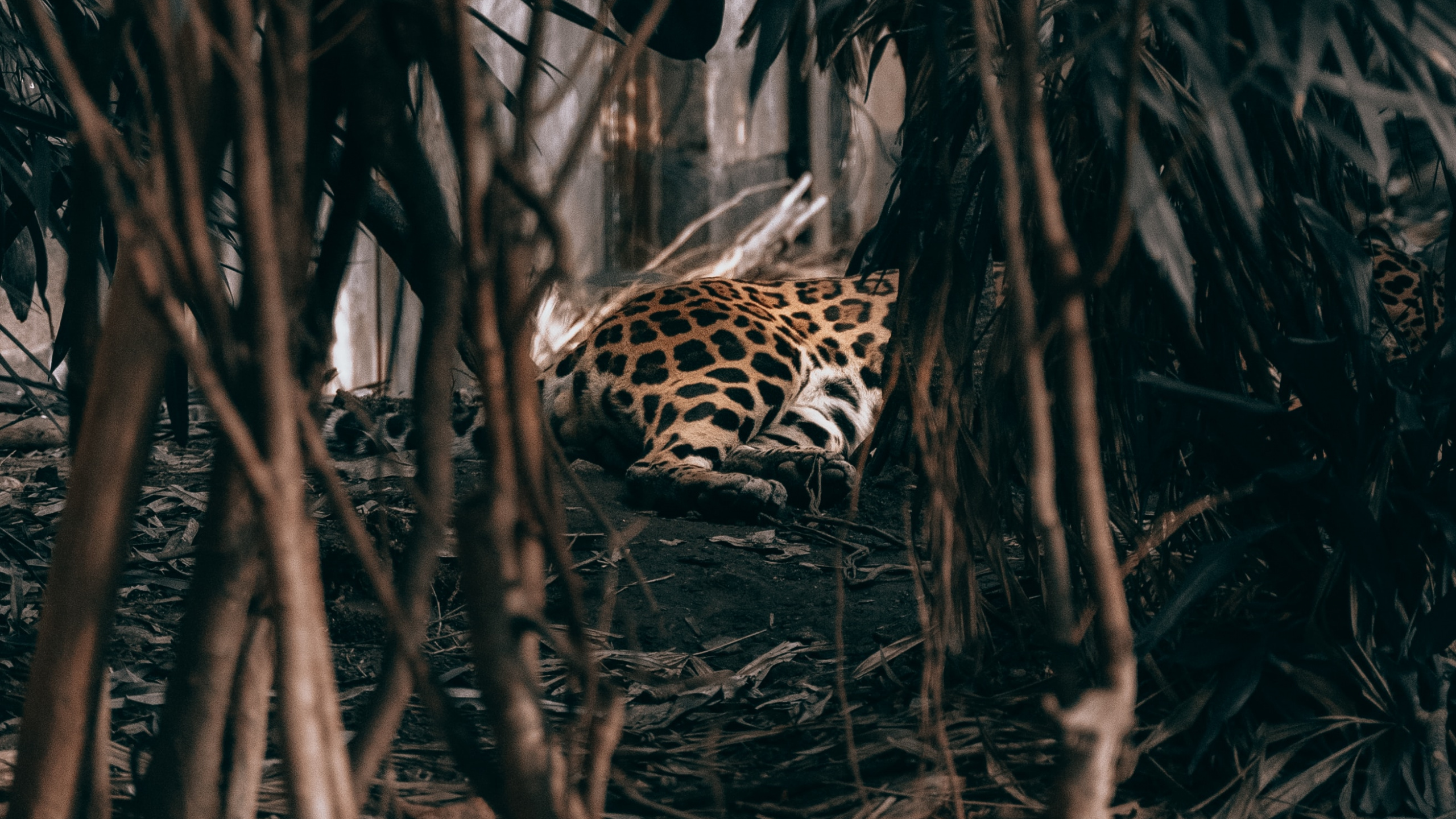 Обои адаптация, дерево, растение, jaguar land rover, автомобили jaguar в разрешении 2560x1440