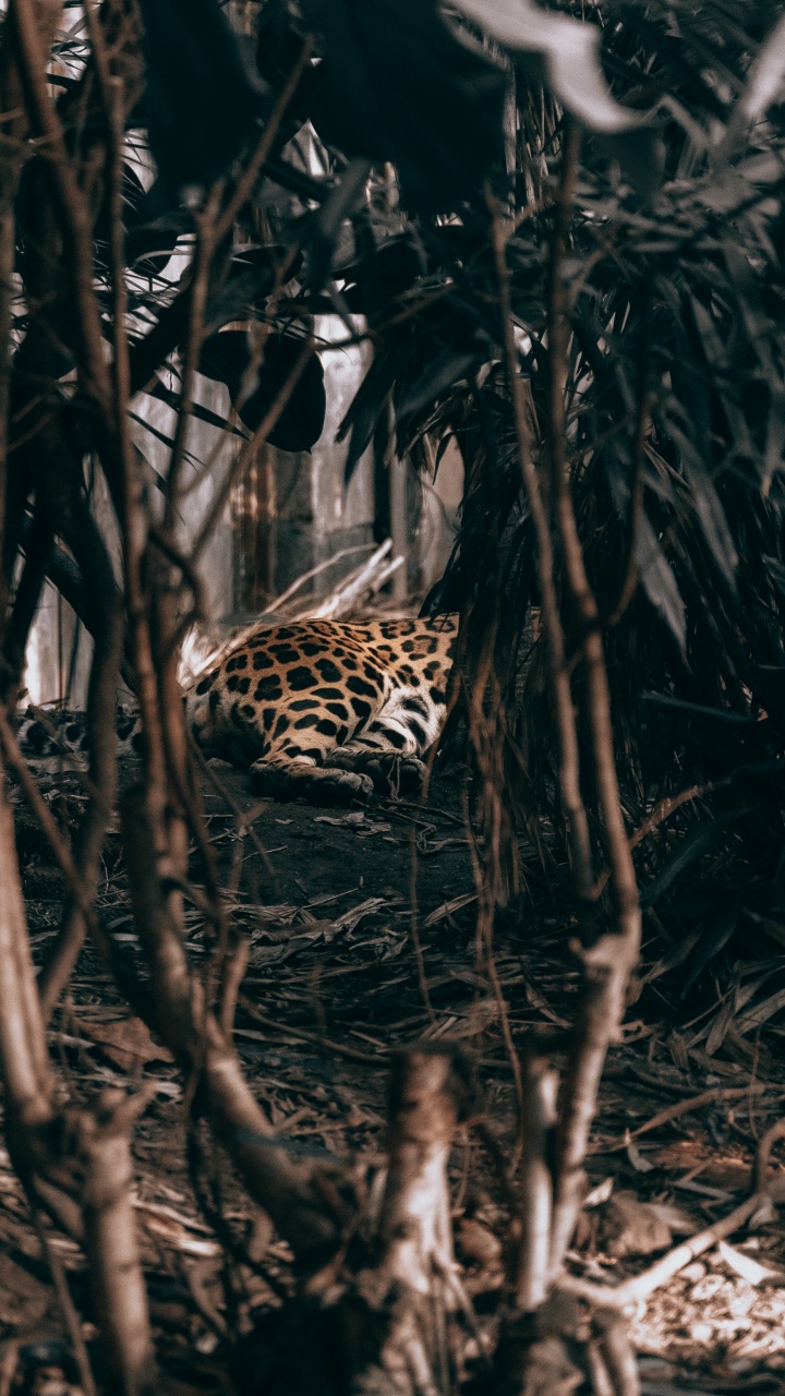 Обои адаптация, дерево, растение, jaguar land rover, автомобили jaguar в разрешении 720x1280