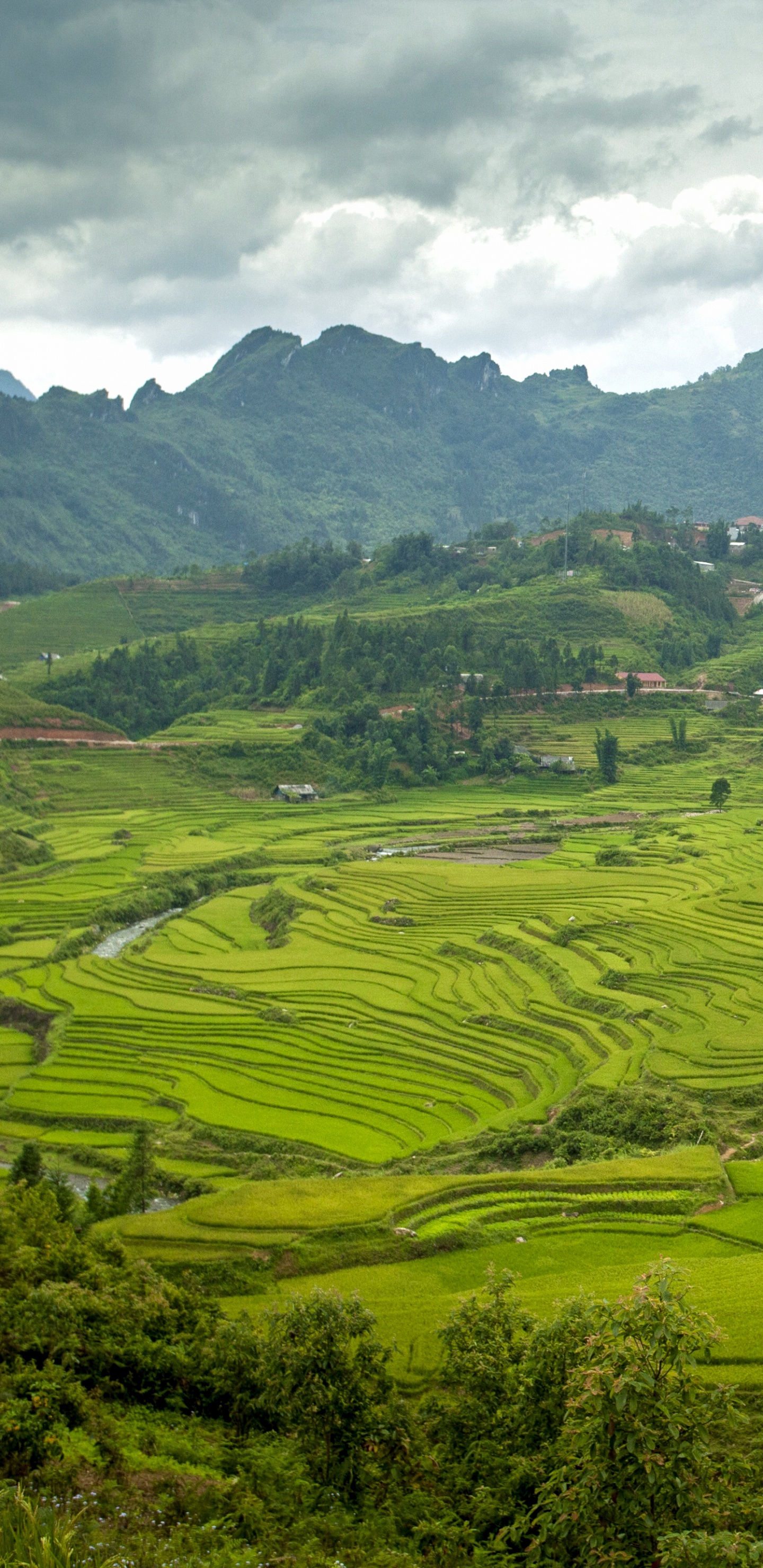 Обои рисовое поле, нагорье, терраса, горная станция, природа в разрешении 1440x2960