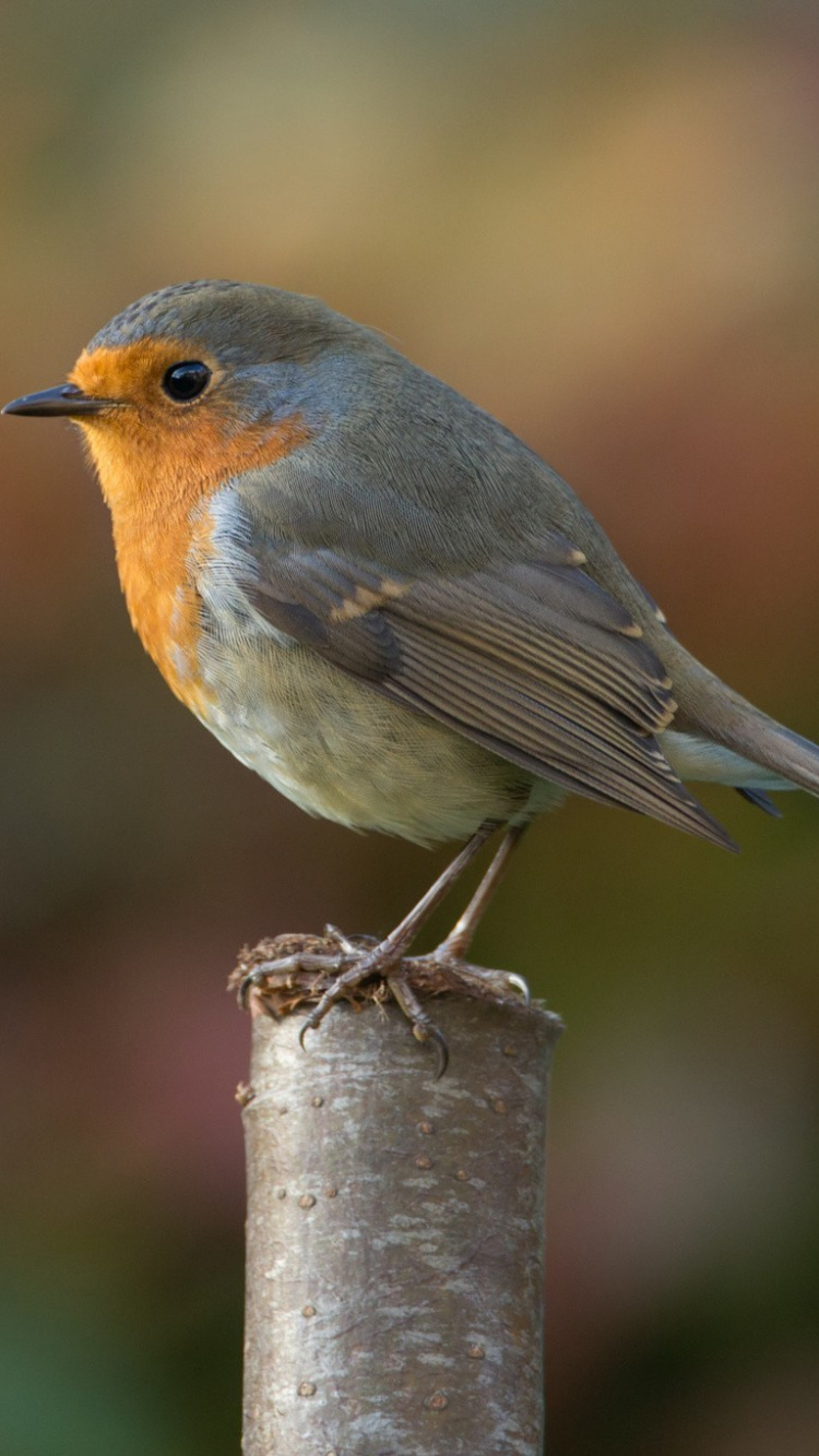 Обои зарянка, американский Робин, птица, клюв, Робин в разрешении 750x1334