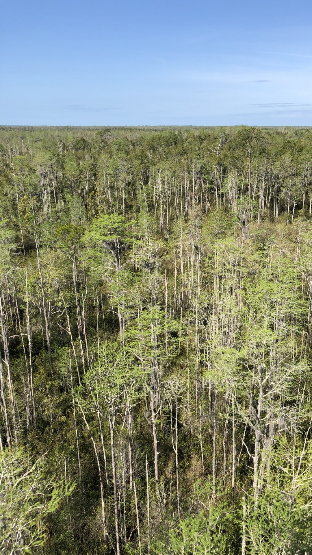 Обои растительность, окружающая среда, природный ландшафт, растительное сообщество, природный заповедник в разрешении 1080x1920