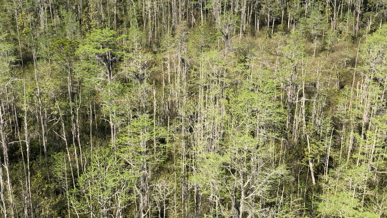 Обои растительность, окружающая среда, природный ландшафт, растительное сообщество, природный заповедник в разрешении 1280x720