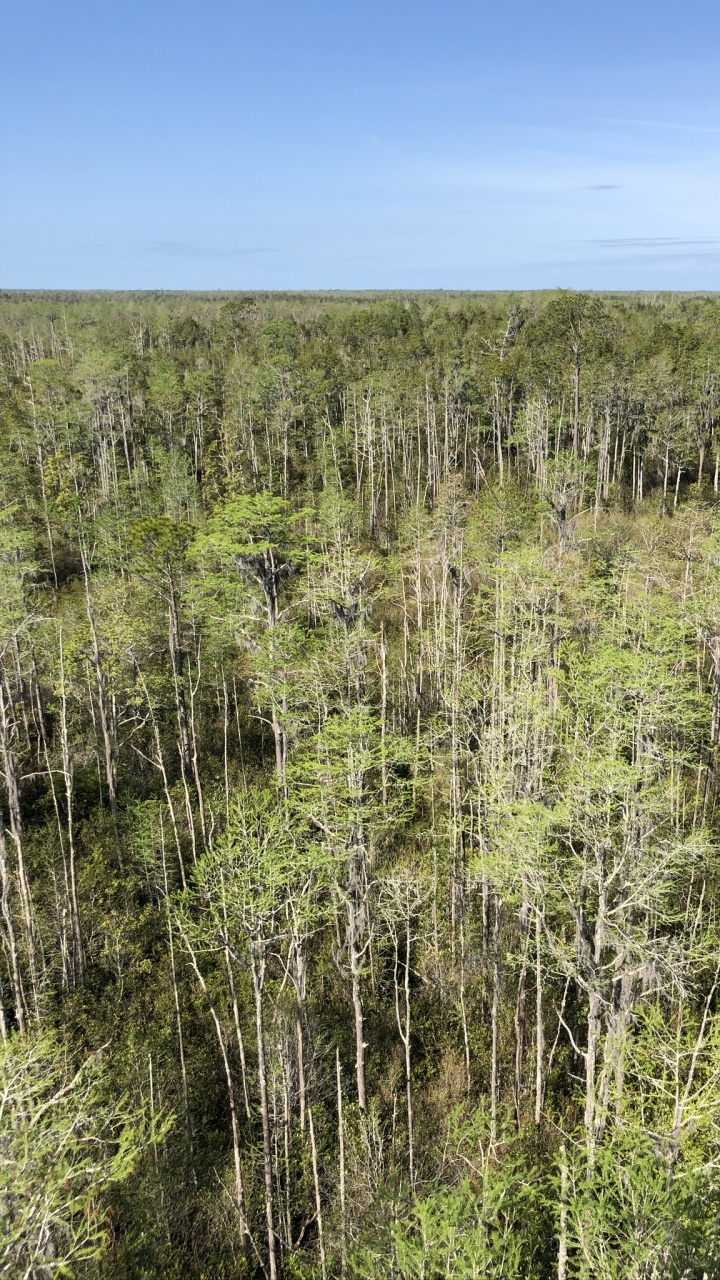 Обои растительность, окружающая среда, природный ландшафт, растительное сообщество, природный заповедник в разрешении 720x1280