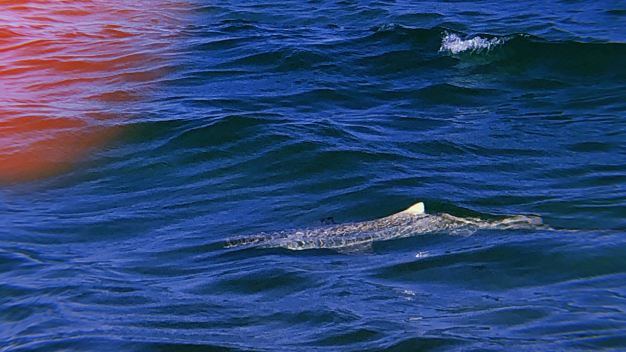 Обои море, океан, жидкость, жидкий, красочность в разрешении 1280x720