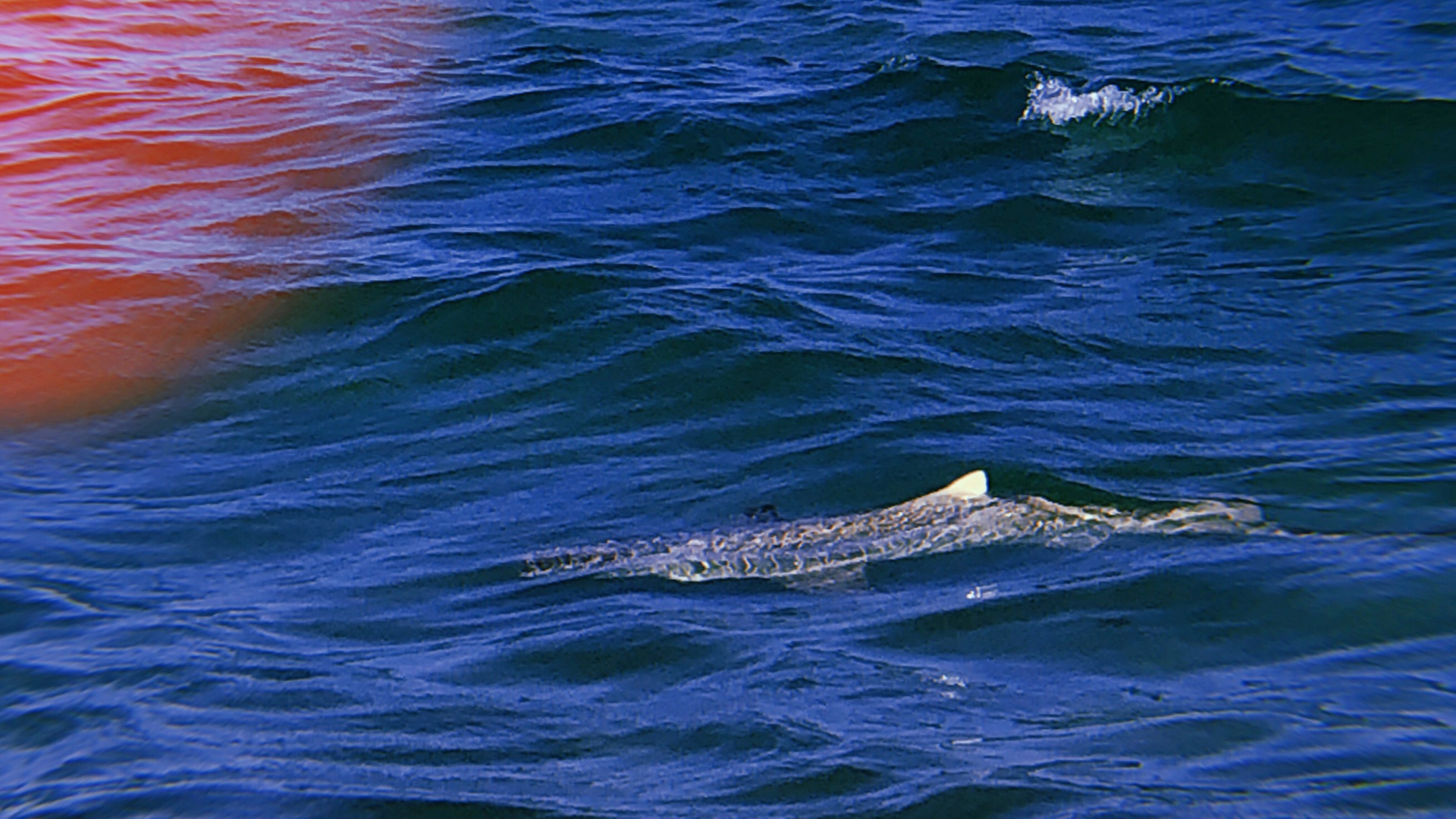 Обои море, океан, жидкость, жидкий, красочность в разрешении 1920x1080