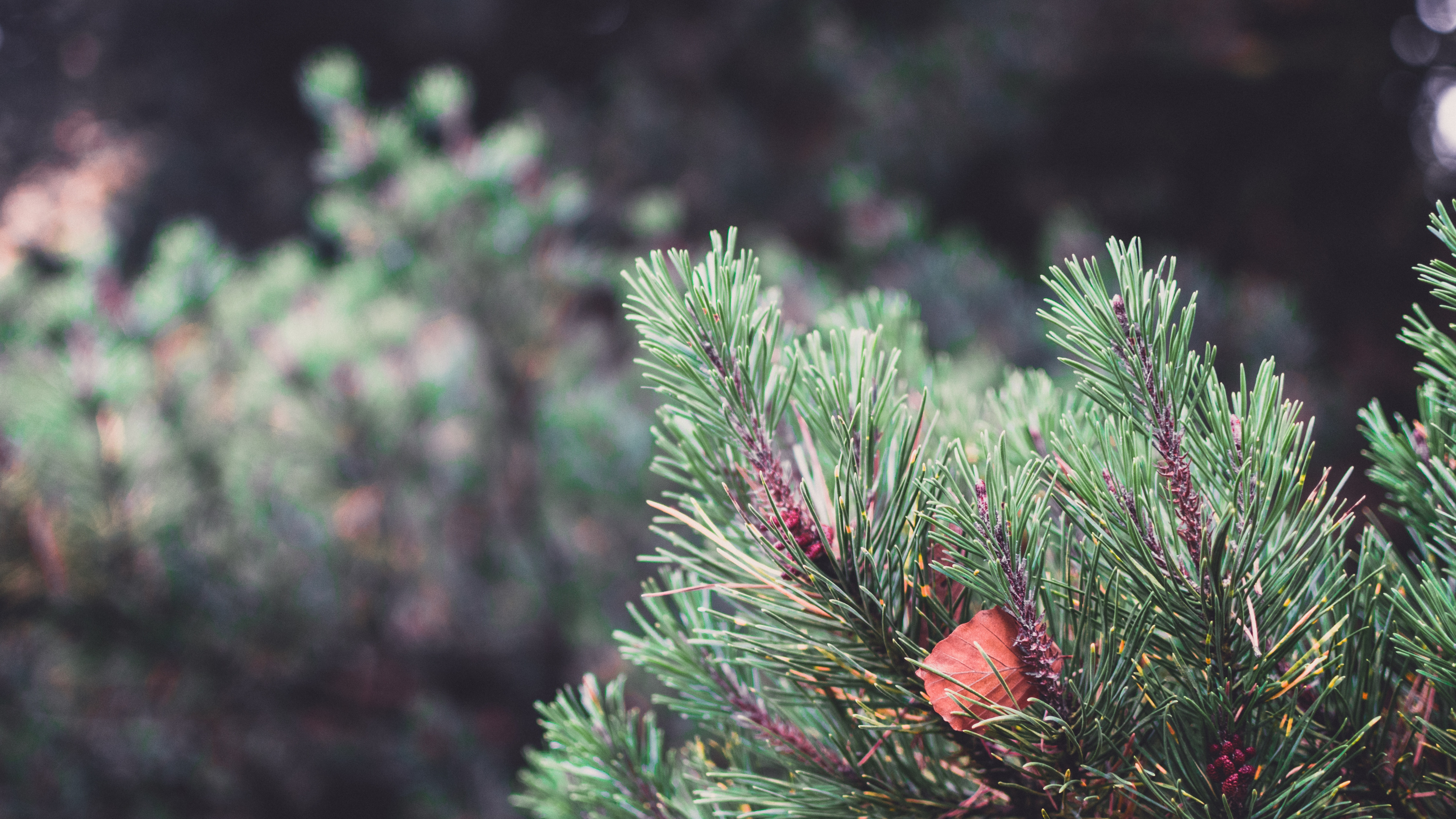 Обои растительность, ель, Кегель ели, Пихта бальзамическая, Желтый РПИ в разрешении 3840x2160