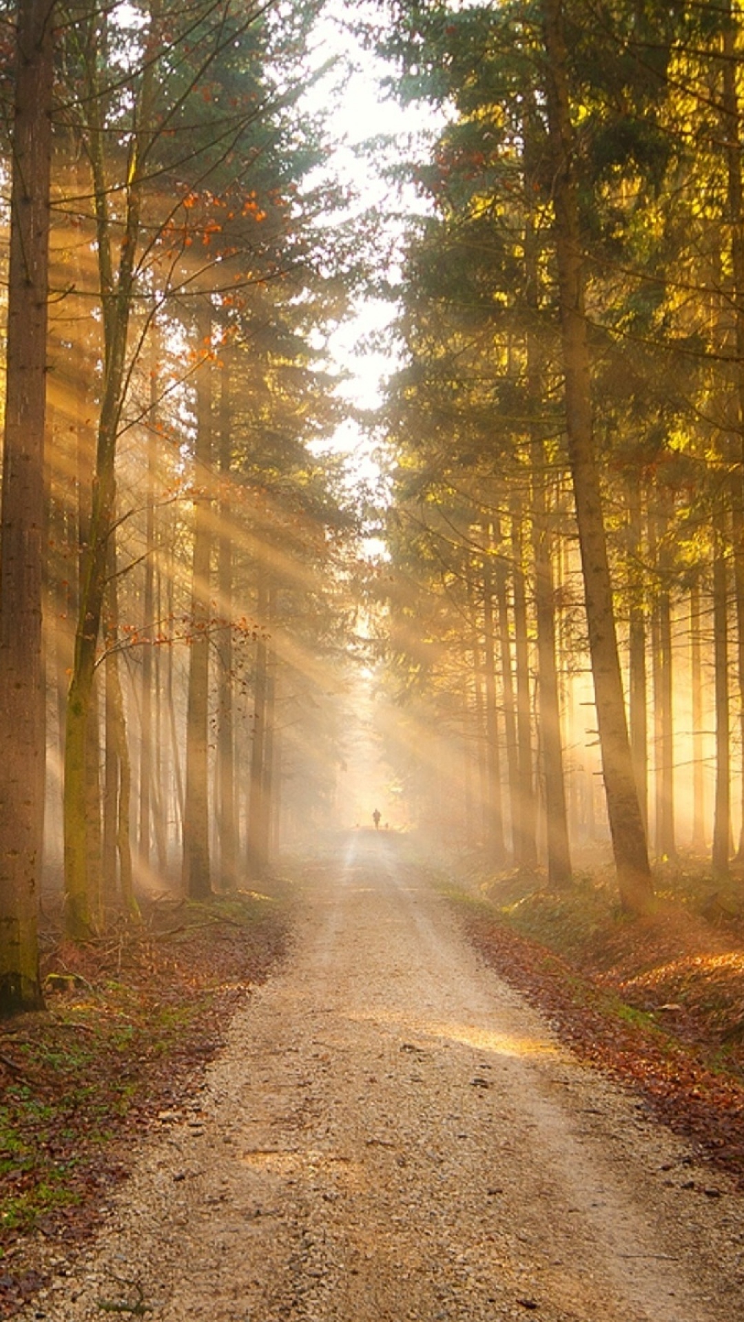 Обои солнечный свет, лесистая местность, лес, дерево, природа в разрешении 1080x1920