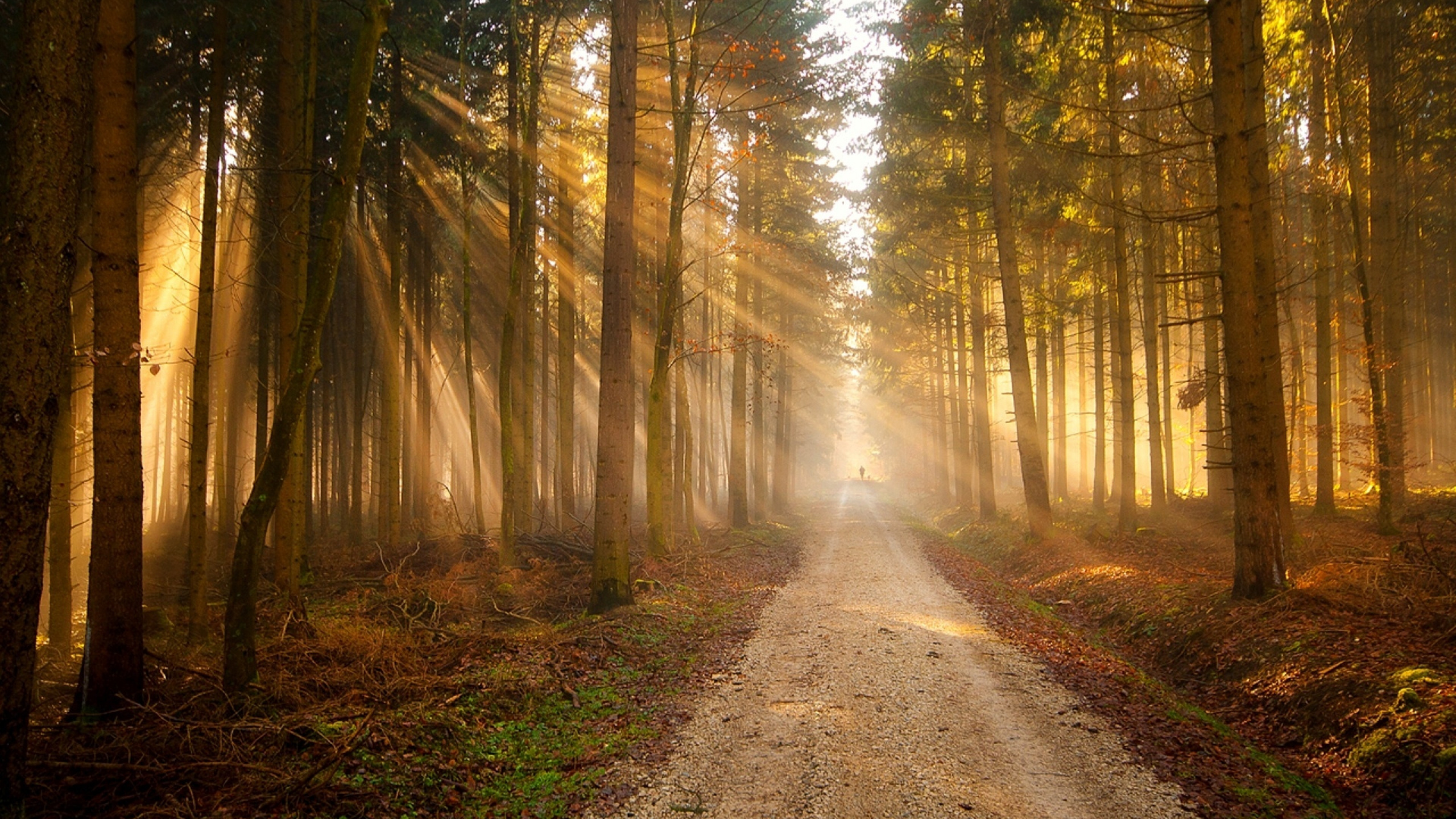 Обои солнечный свет, лесистая местность, лес, дерево, природа в разрешении 2560x1440