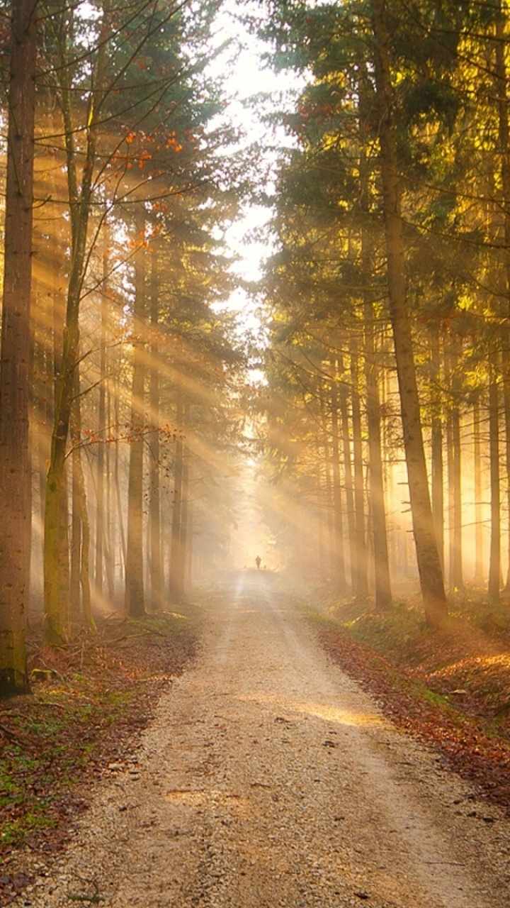 Обои солнечный свет, лесистая местность, лес, дерево, природа в разрешении 720x1280