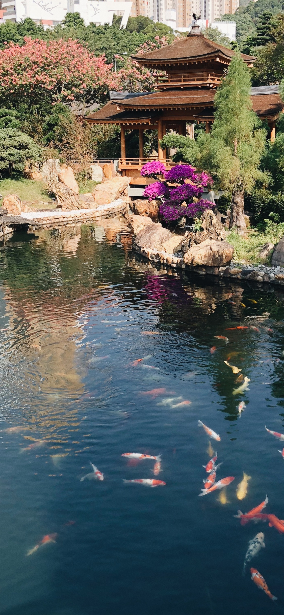 Обои Гонконг, отражение, водоток, гидроресурсы, рыбный пруд в разрешении 1125x2436