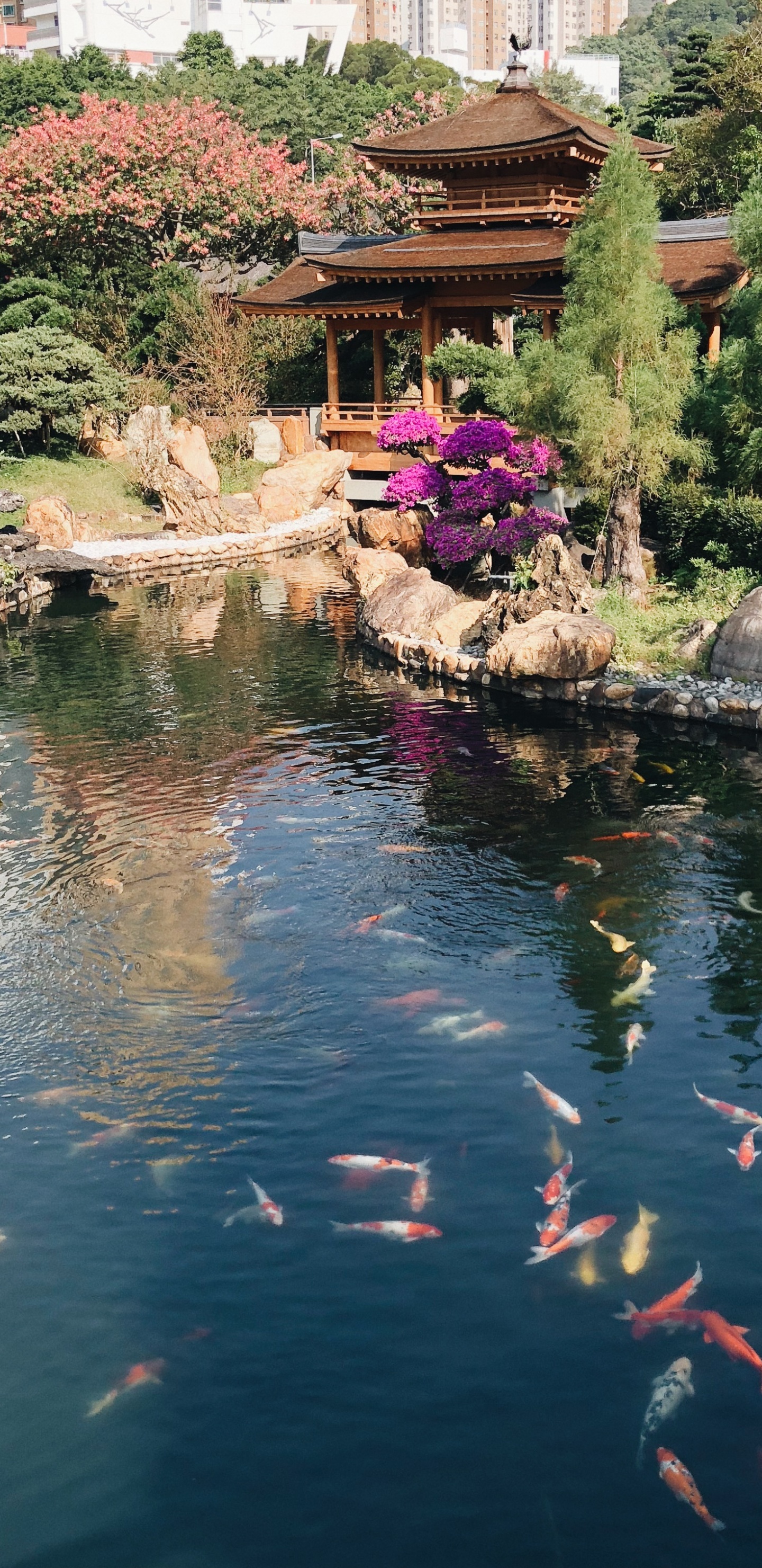 Обои Гонконг, отражение, водоток, гидроресурсы, рыбный пруд в разрешении 1440x2960