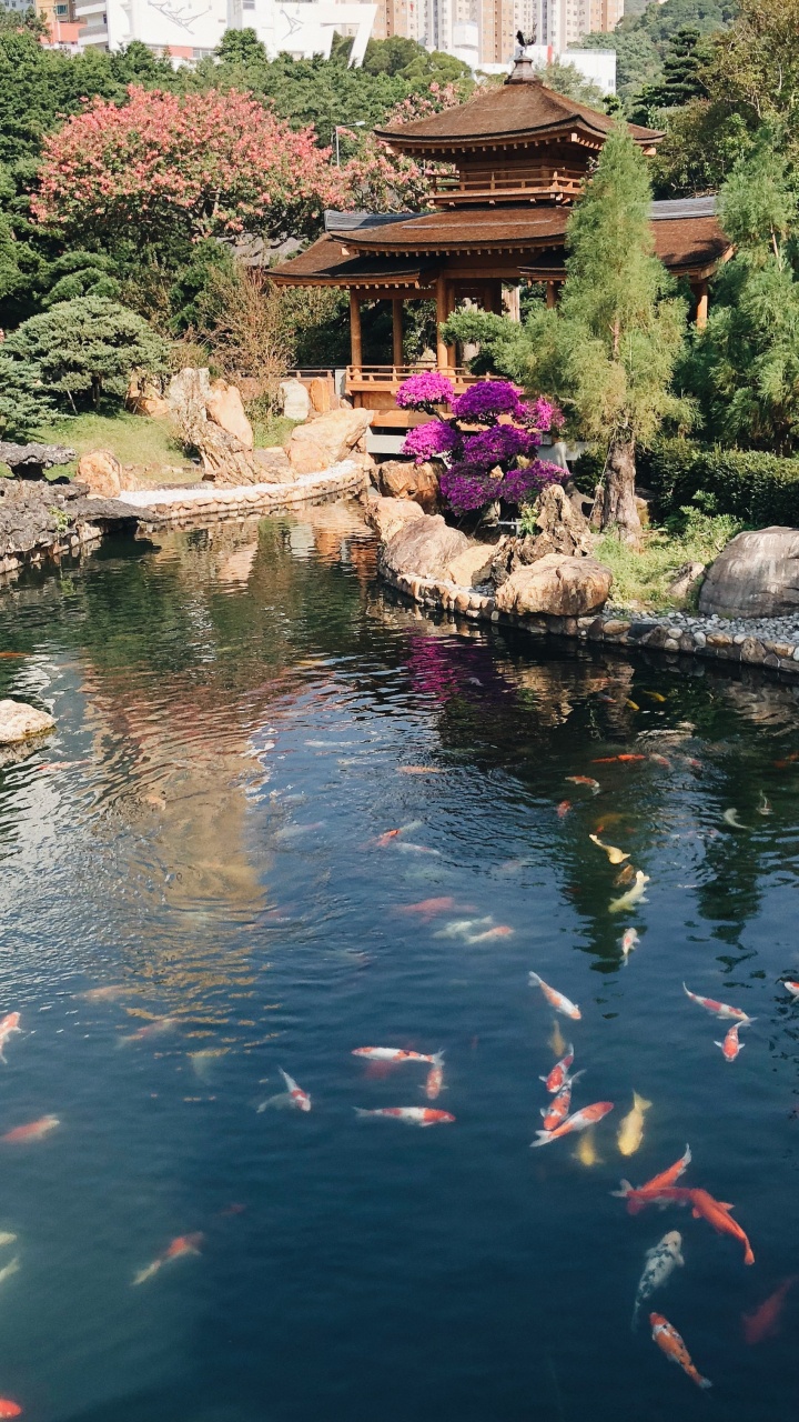 Обои Гонконг, отражение, водоток, гидроресурсы, рыбный пруд в разрешении 720x1280