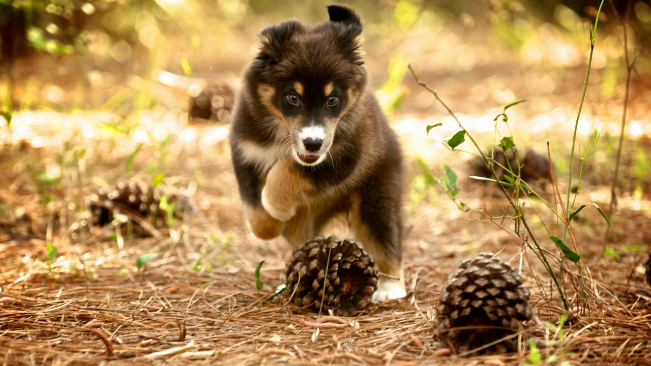 Обои щенок, привлекательность, собака породы, живая природа, морда в разрешении 1280x720