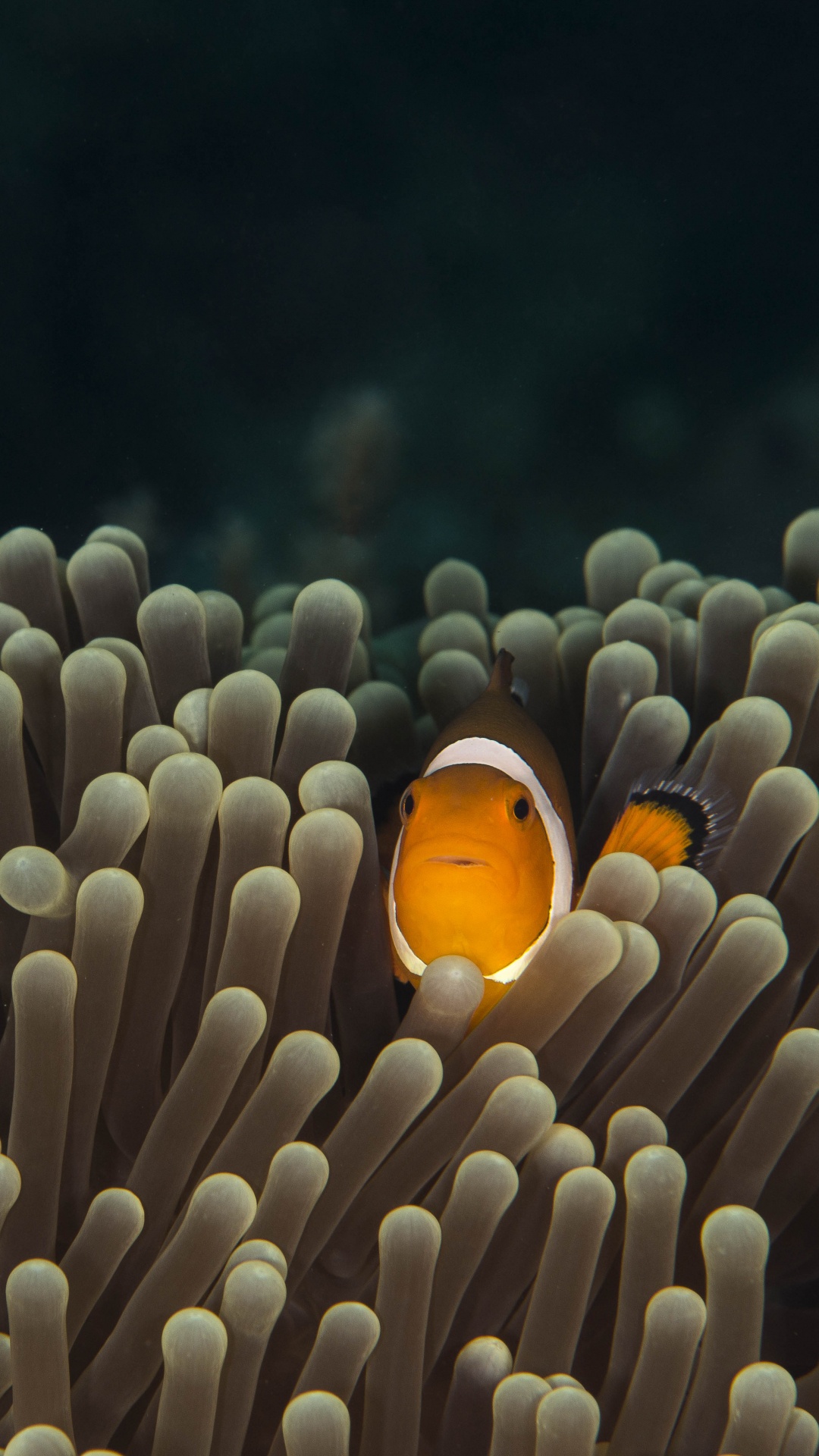 Обои актиния, подземные воды, анемона рыбы, рыба, морская биология в разрешении 1080x1920