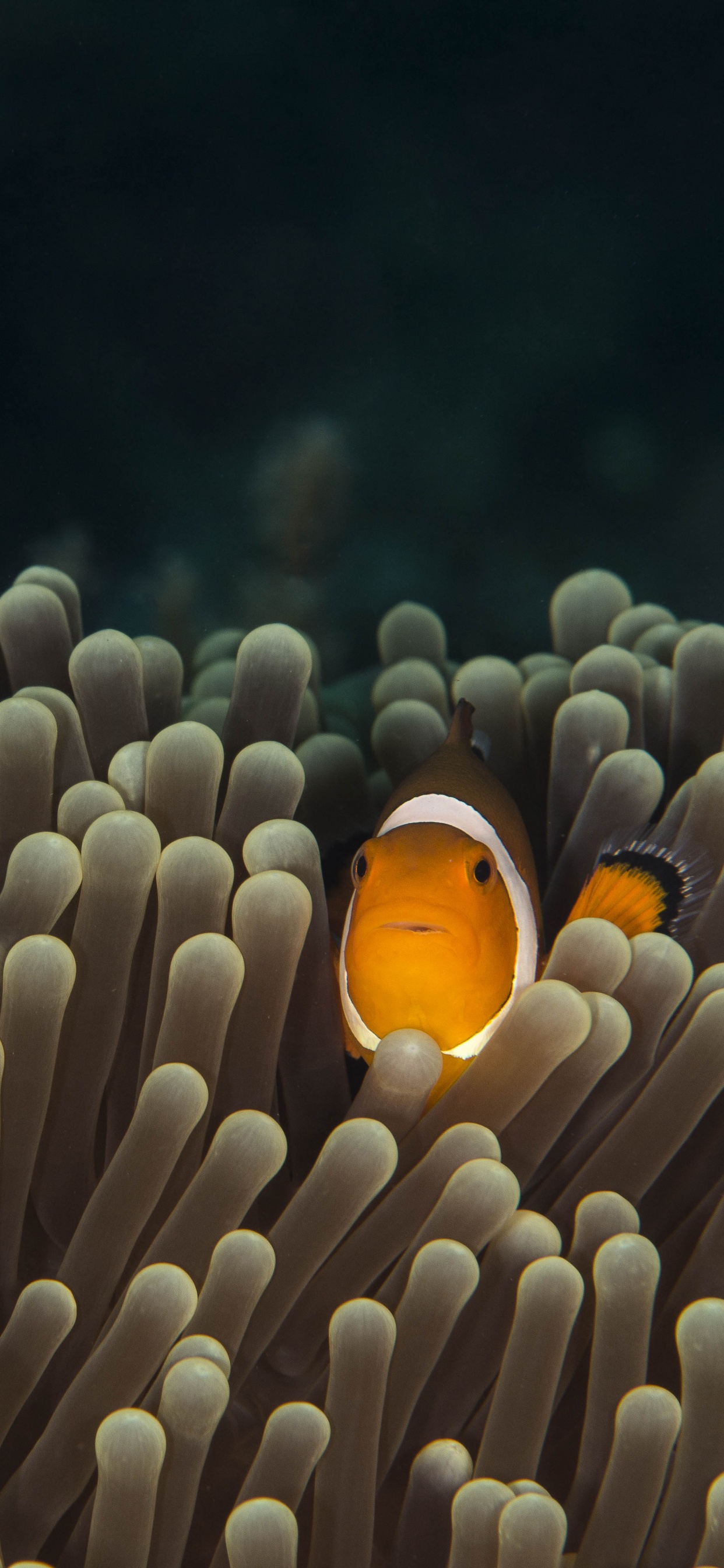 Обои актиния, подземные воды, анемона рыбы, рыба, морская биология в разрешении 1242x2688