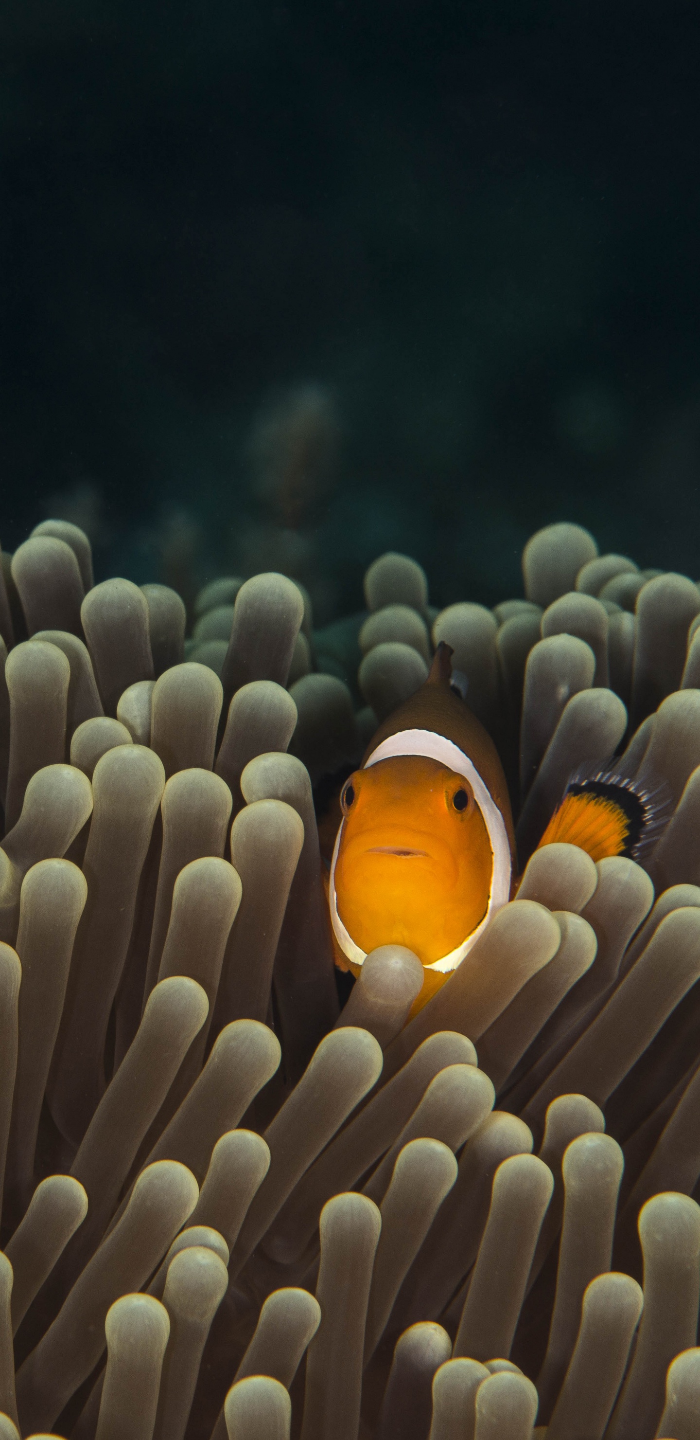 Обои актиния, подземные воды, анемона рыбы, рыба, морская биология в разрешении 1440x2960