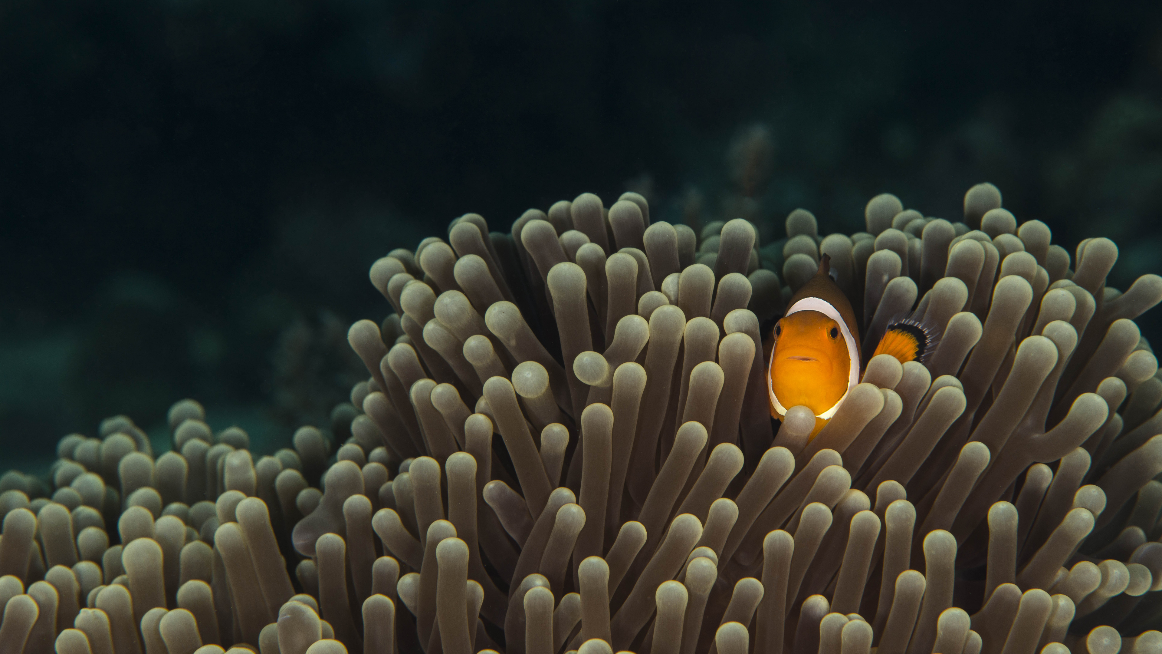 Обои актиния, подземные воды, анемона рыбы, рыба, морская биология в разрешении 3840x2160