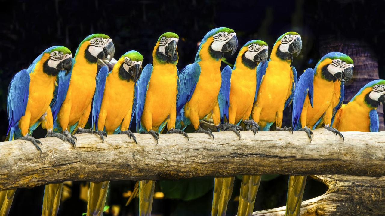 Обои Утешитель, залегание, птица, клюв, Ара в разрешении 1280x720