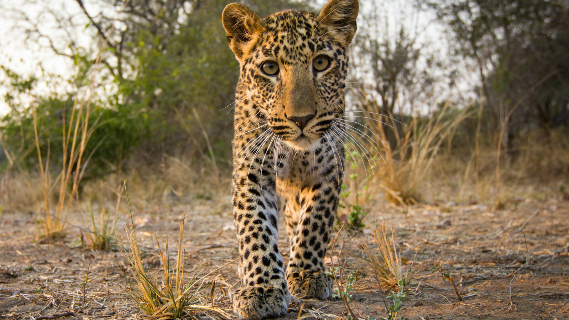 Обои Леопард, кот, большая кошка, тигр, Ягуар в разрешении 1920x1080