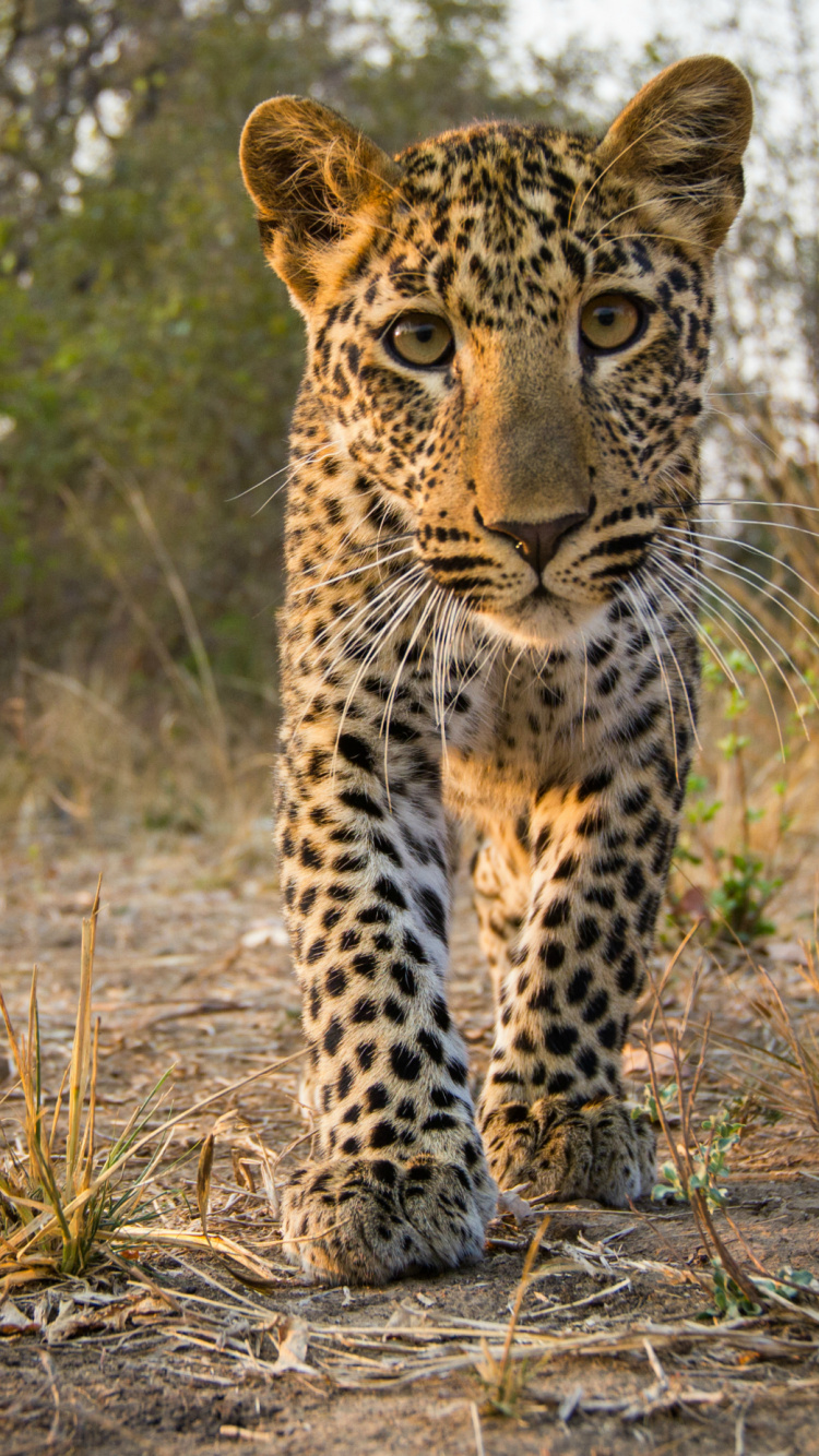 Обои Леопард, кот, большая кошка, тигр, Ягуар в разрешении 750x1334