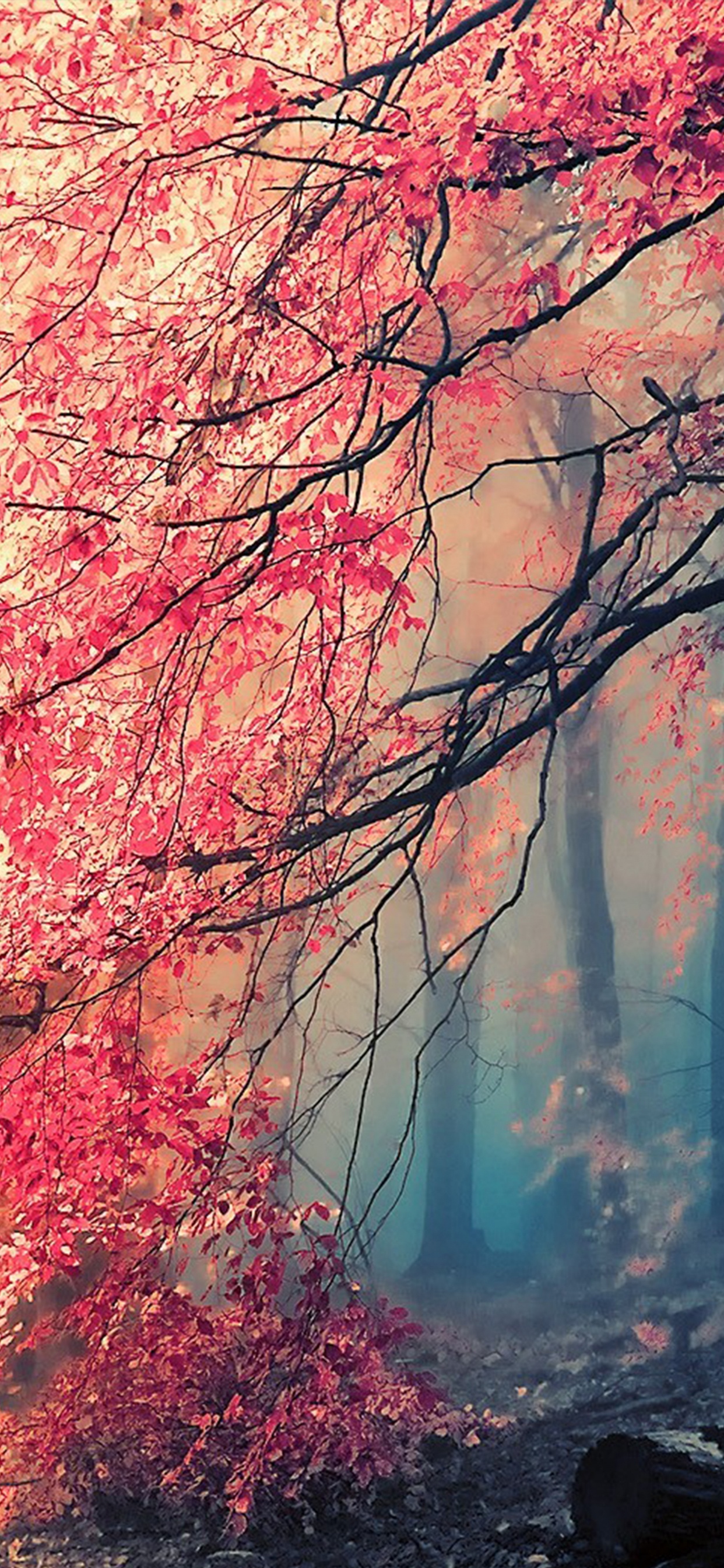 Обои природа, природный ландшафт, дерево, красный цвет, ветвь в разрешении 1242x2688