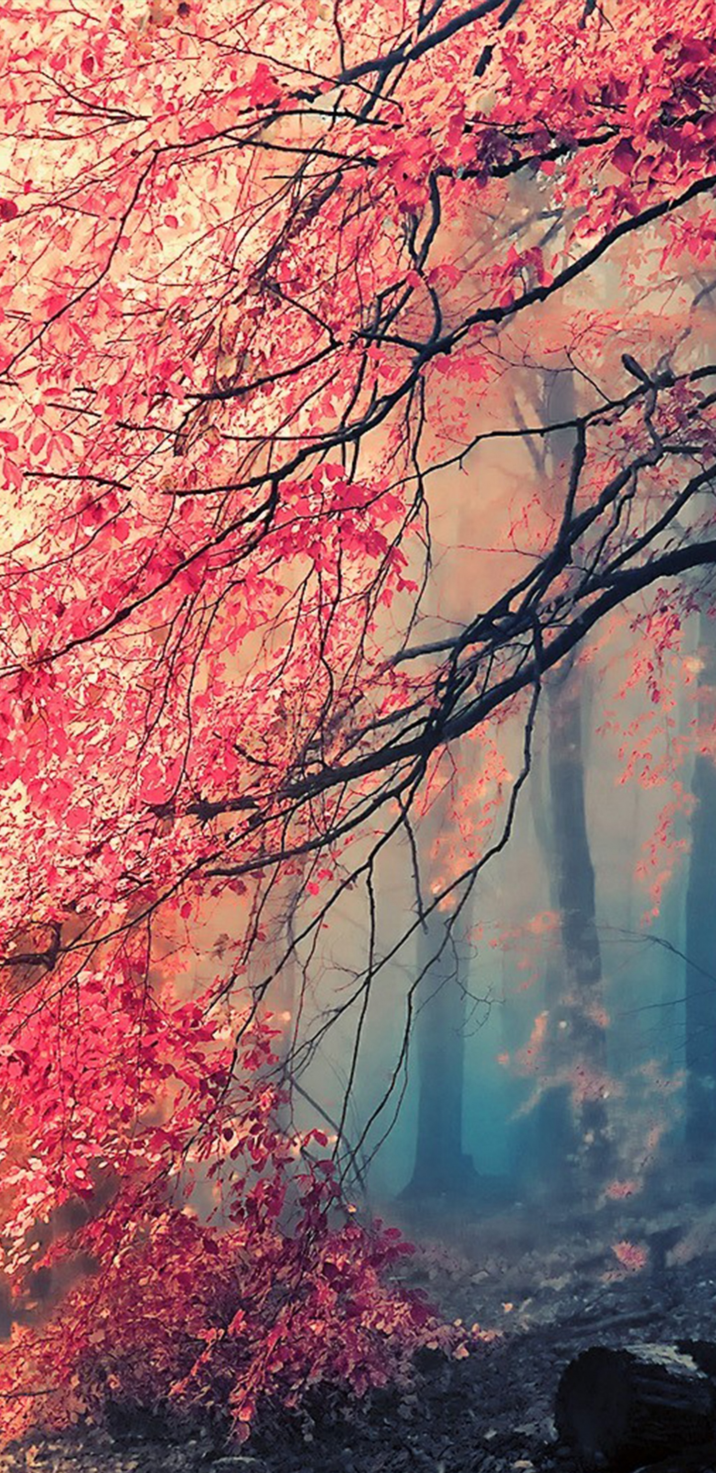 Обои природа, природный ландшафт, дерево, красный цвет, ветвь в разрешении 1440x2960