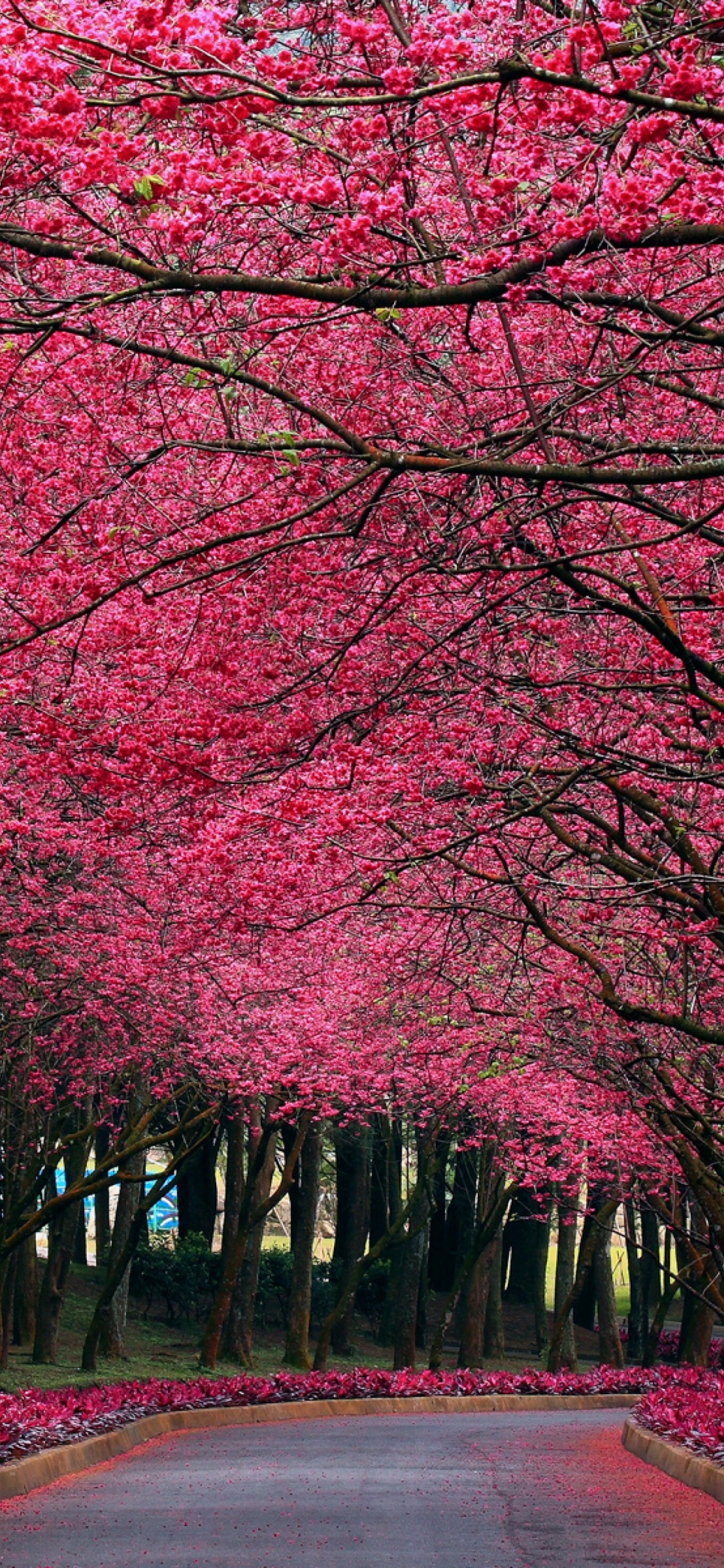 Обои природа, дерево, розовый, растение, цветок в разрешении 1125x2436