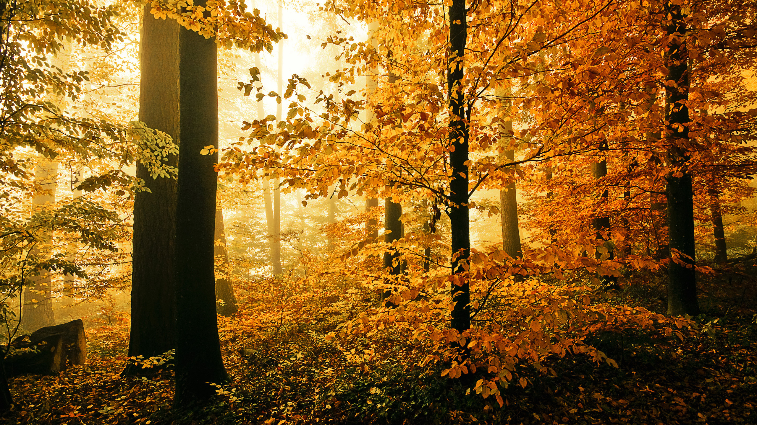 Обои осень, природа, лист, лес, листопадные в разрешении 2560x1440