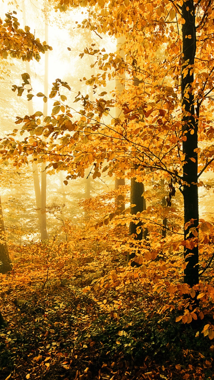 Обои осень, природа, лист, лес, листопадные в разрешении 720x1280