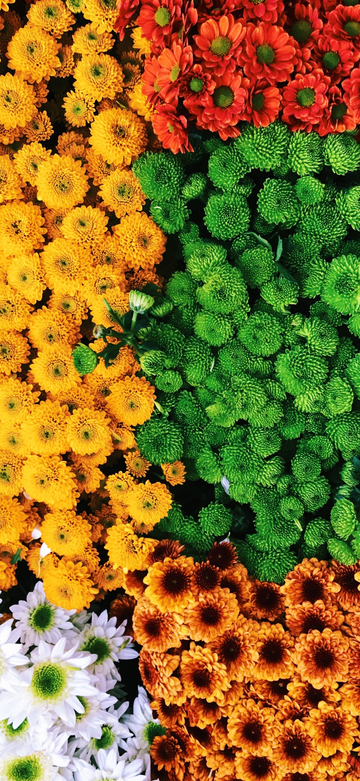 Обои цветок, растение, цветковое растение, желтый, однолетнее растение в разрешении 1242x2688