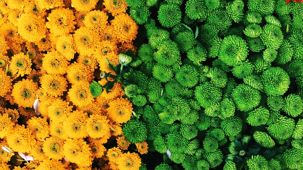 Обои цветок, растение, цветковое растение, желтый, однолетнее растение в разрешении 1280x720