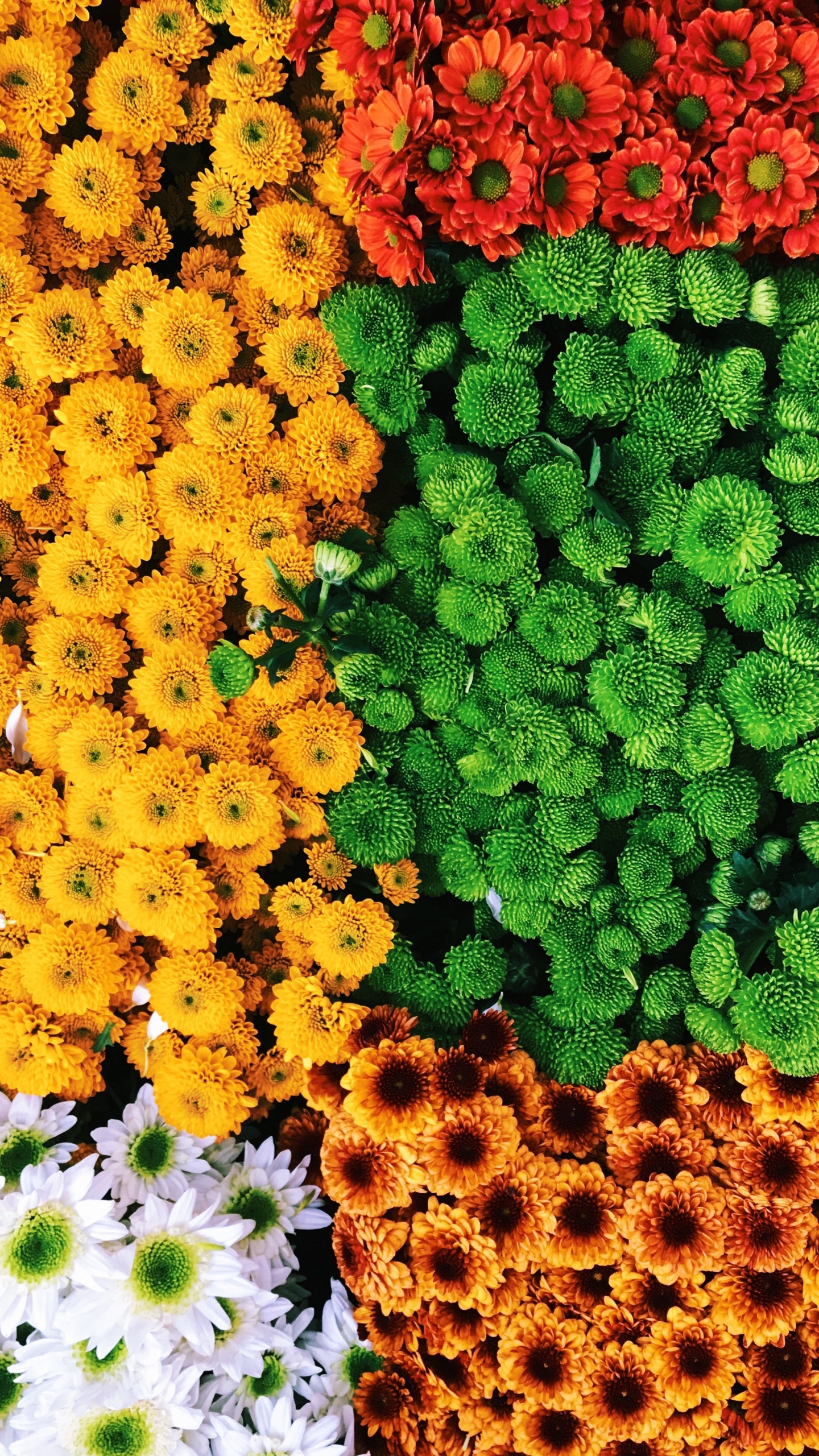 Обои цветок, растение, цветковое растение, желтый, однолетнее растение в разрешении 1440x2560