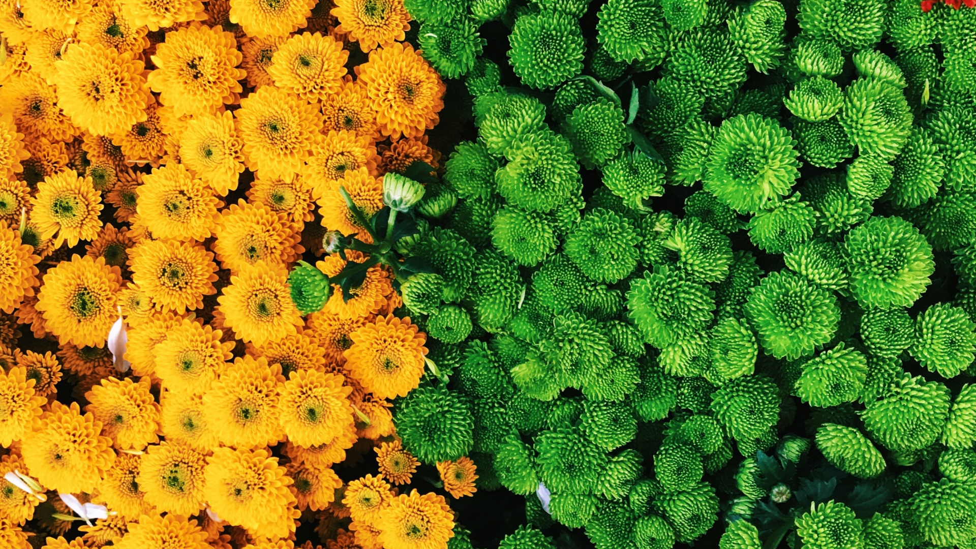 Обои цветок, растение, цветковое растение, желтый, однолетнее растение в разрешении 1920x1080