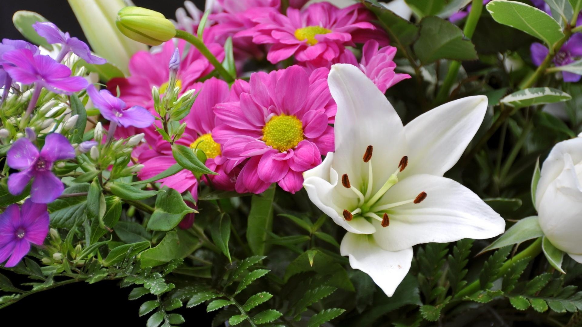 Обои цветковое растение, лепесток, растение, семейство лилейные, однолетнее растение в разрешении 1920x1080