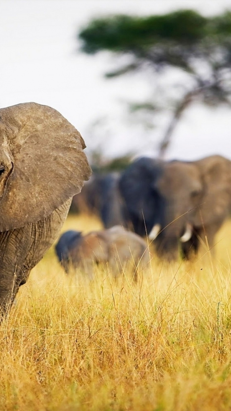 Обои Слон, индийский слон, слоны и мамонты, наземные животные, живая природа в разрешении 750x1334