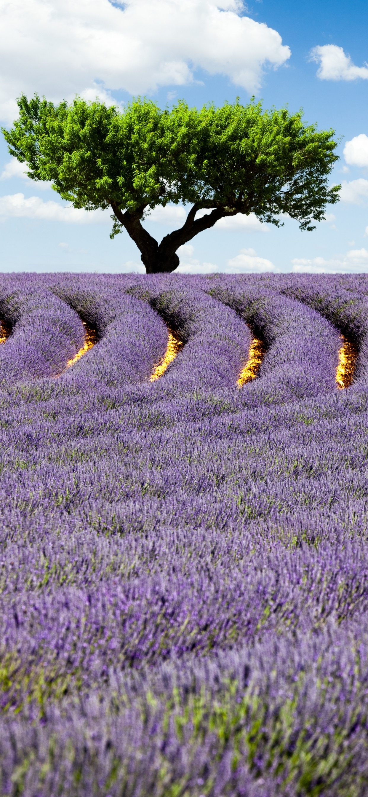 Обои лавандовые поля, английский лаванды, лаванда, цветок, поле в разрешении 1242x2688