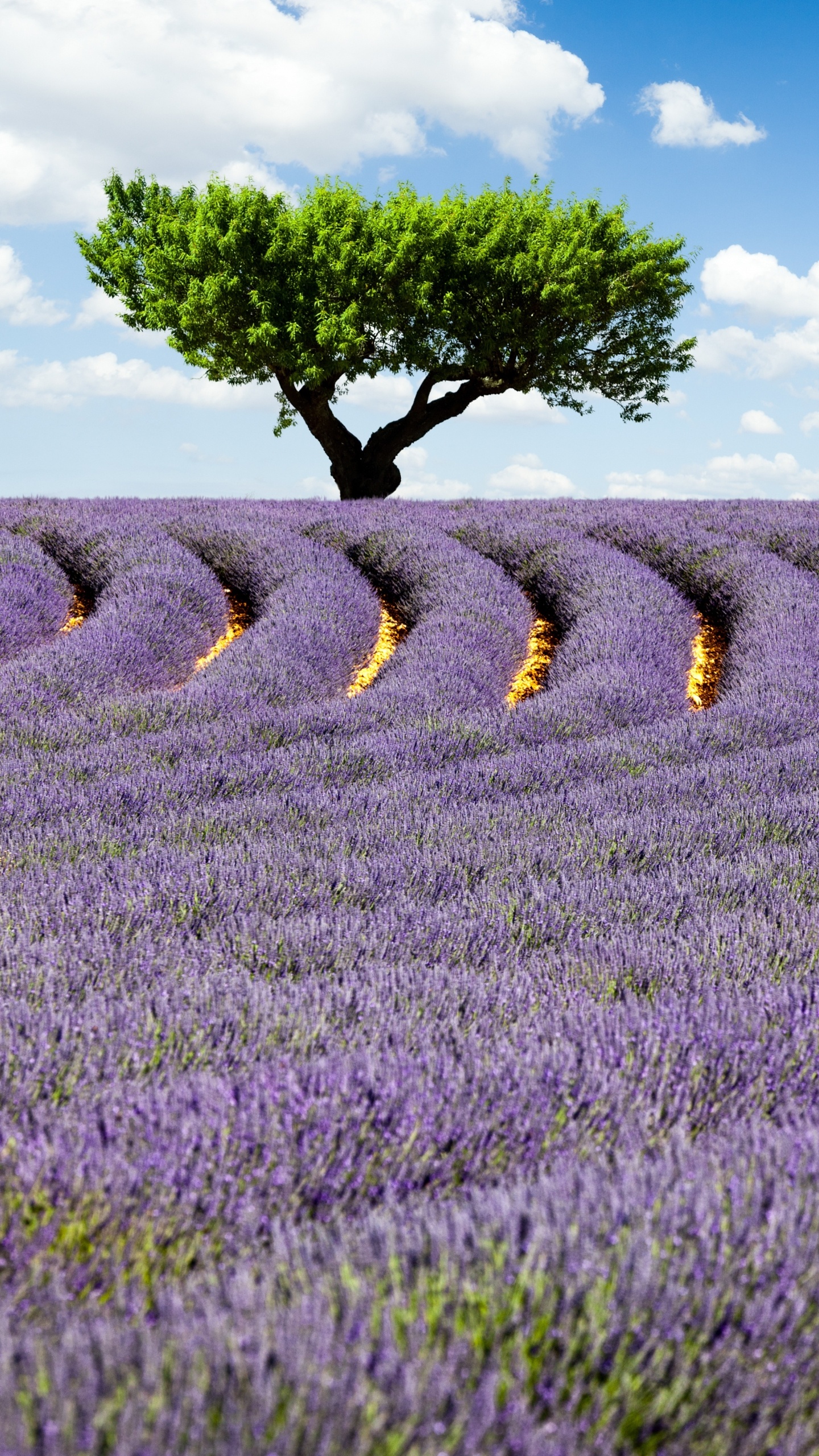 Обои лавандовые поля, английский лаванды, лаванда, цветок, поле в разрешении 1440x2560