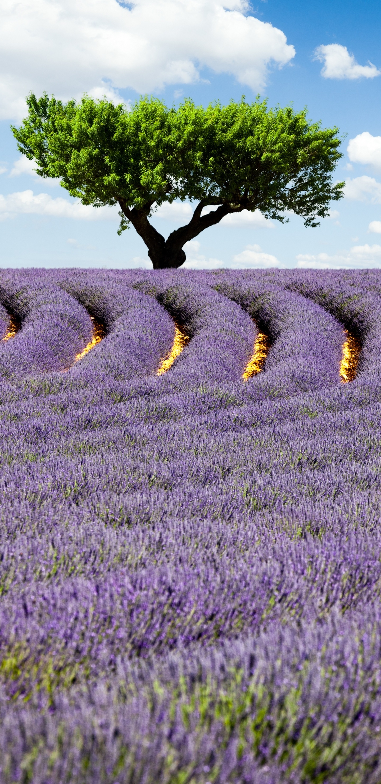 Обои лавандовые поля, английский лаванды, лаванда, цветок, поле в разрешении 1440x2960