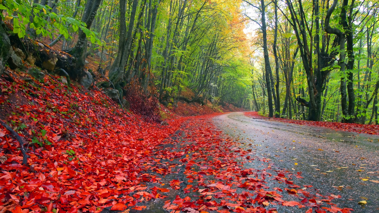 Обои дождь, муссонный, лист, природа, листопадные в разрешении 1280x720