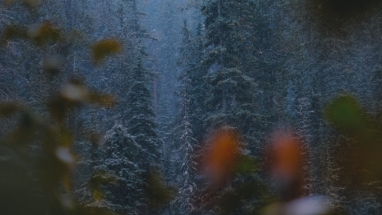 Обои лиственница, растительность, биом, дикая местность, ель в разрешении 1280x720