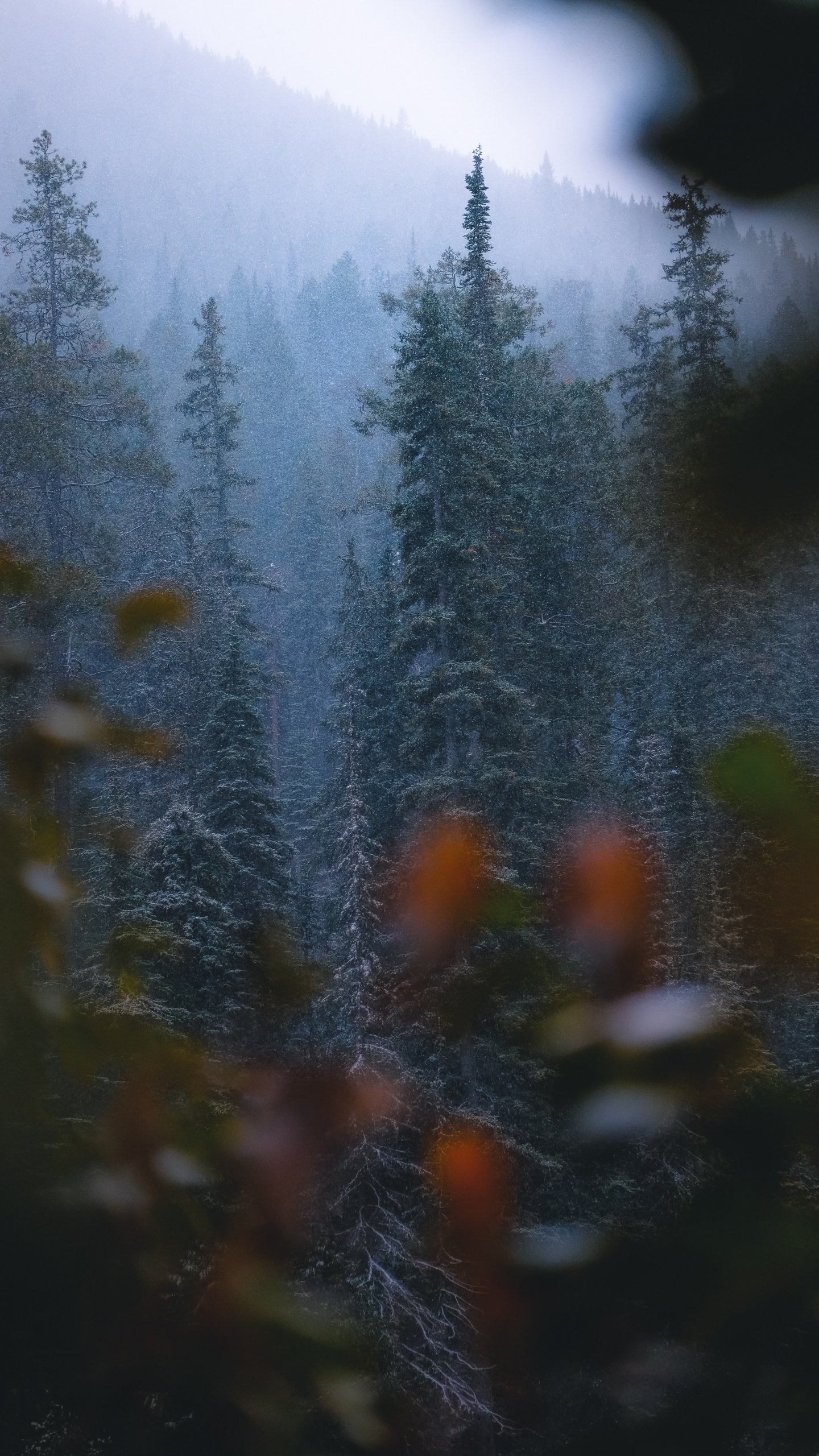 Обои лиственница, растительность, биом, дикая местность, ель в разрешении 1440x2560