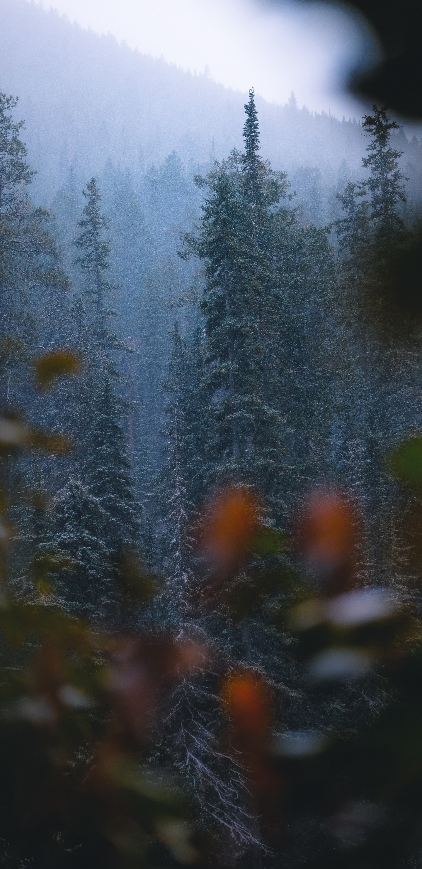 Обои лиственница, растительность, биом, дикая местность, ель в разрешении 1440x2960