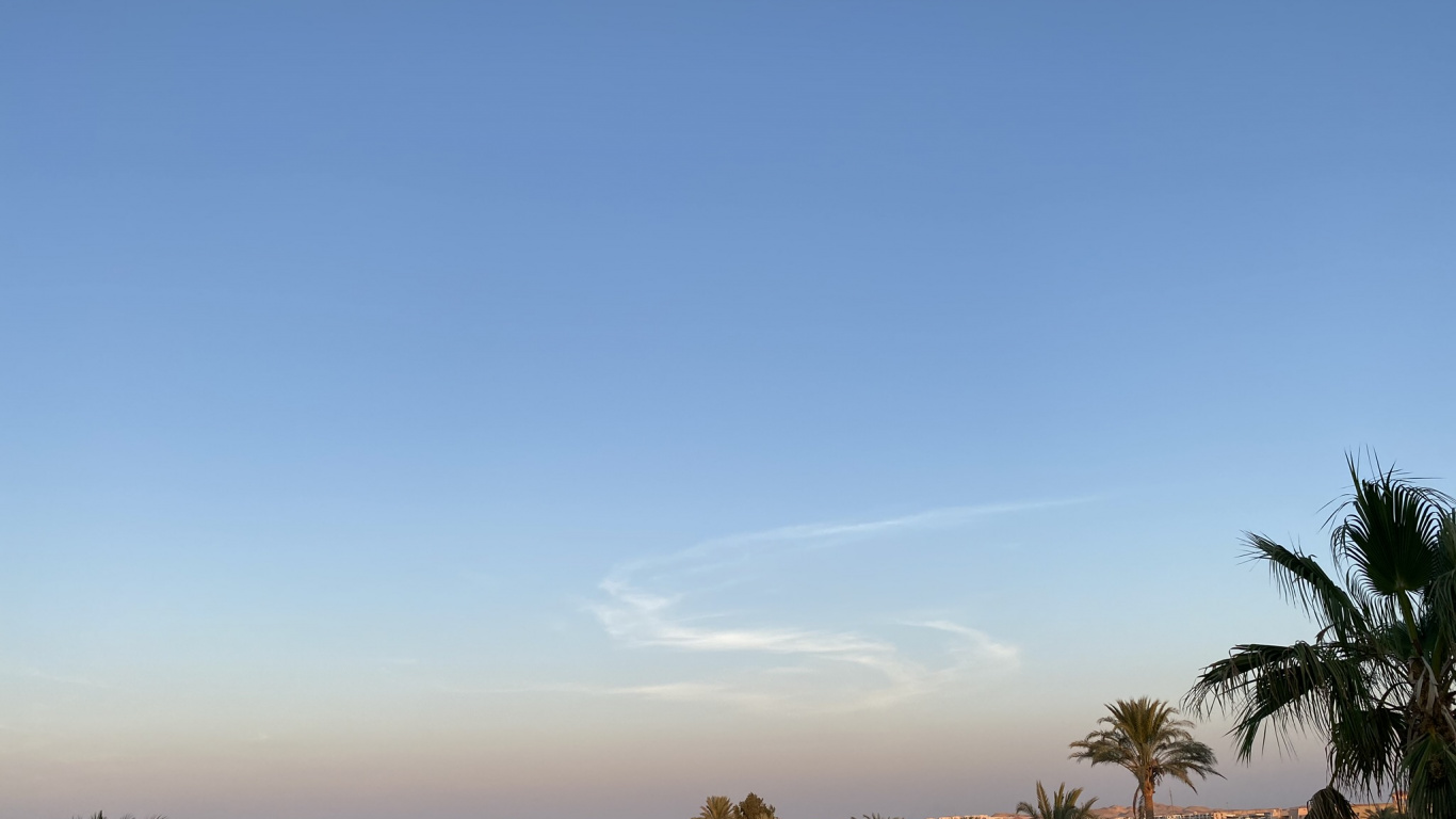 Обои пальмовые рощи, наука, биология, дерево, древесные растения в разрешении 1366x768